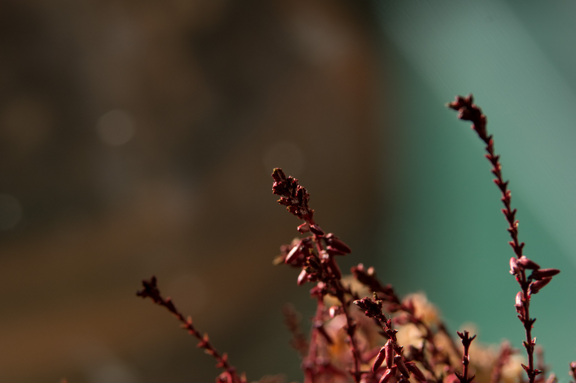 Pentax K-3 sample photo. Imgp6748.jpg photography