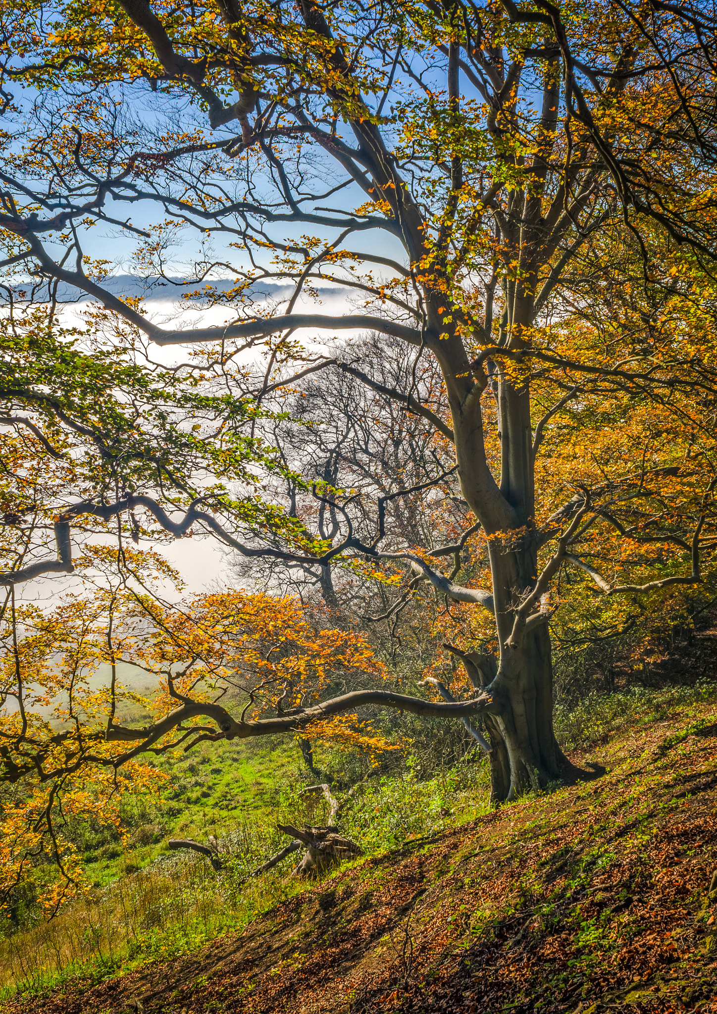 AF Nikkor 24mm f/2.8 sample photo. Autumn on haresfield photography