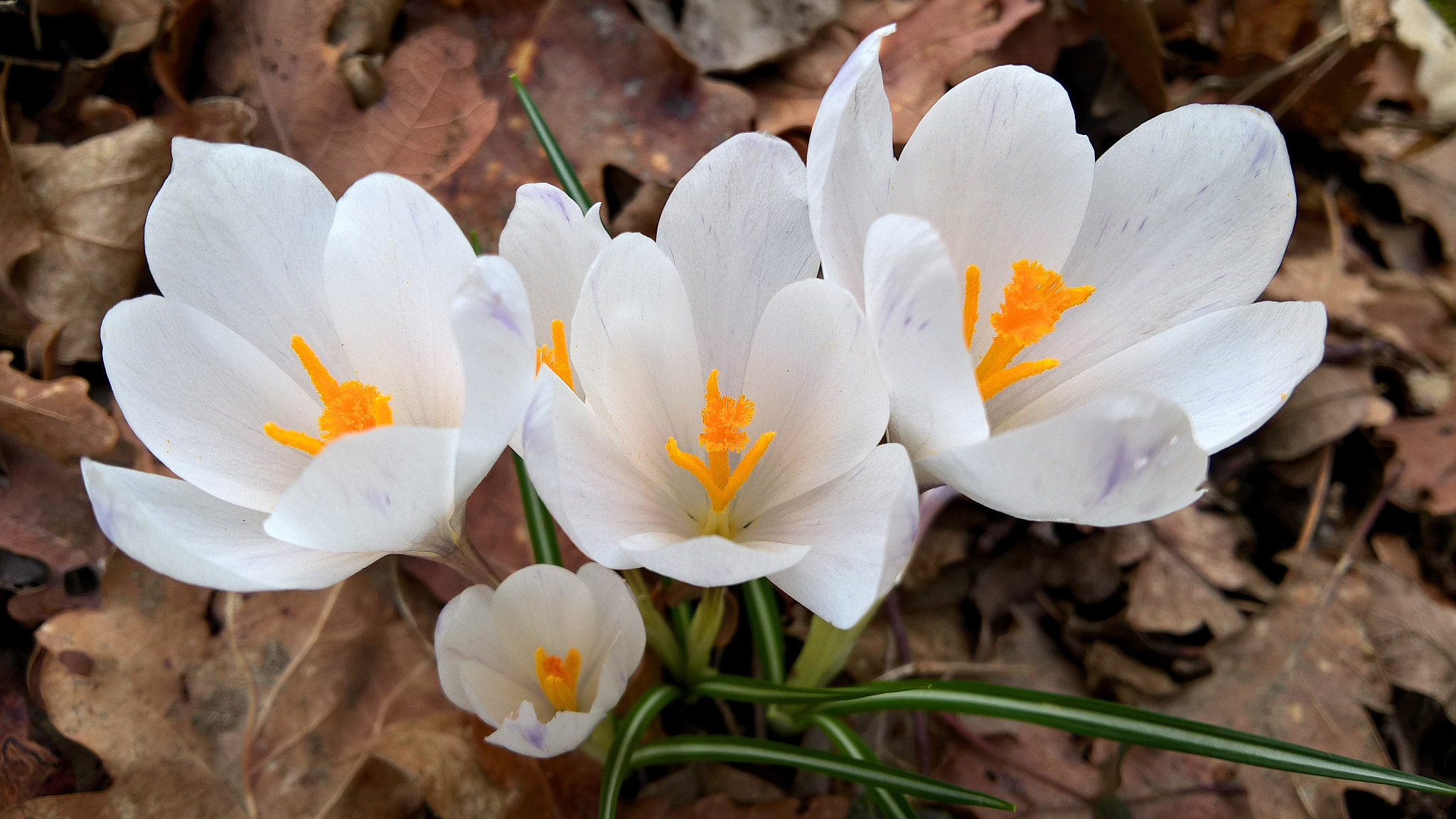 Microsoft Lumia 640 XL sample photo. Spring photography