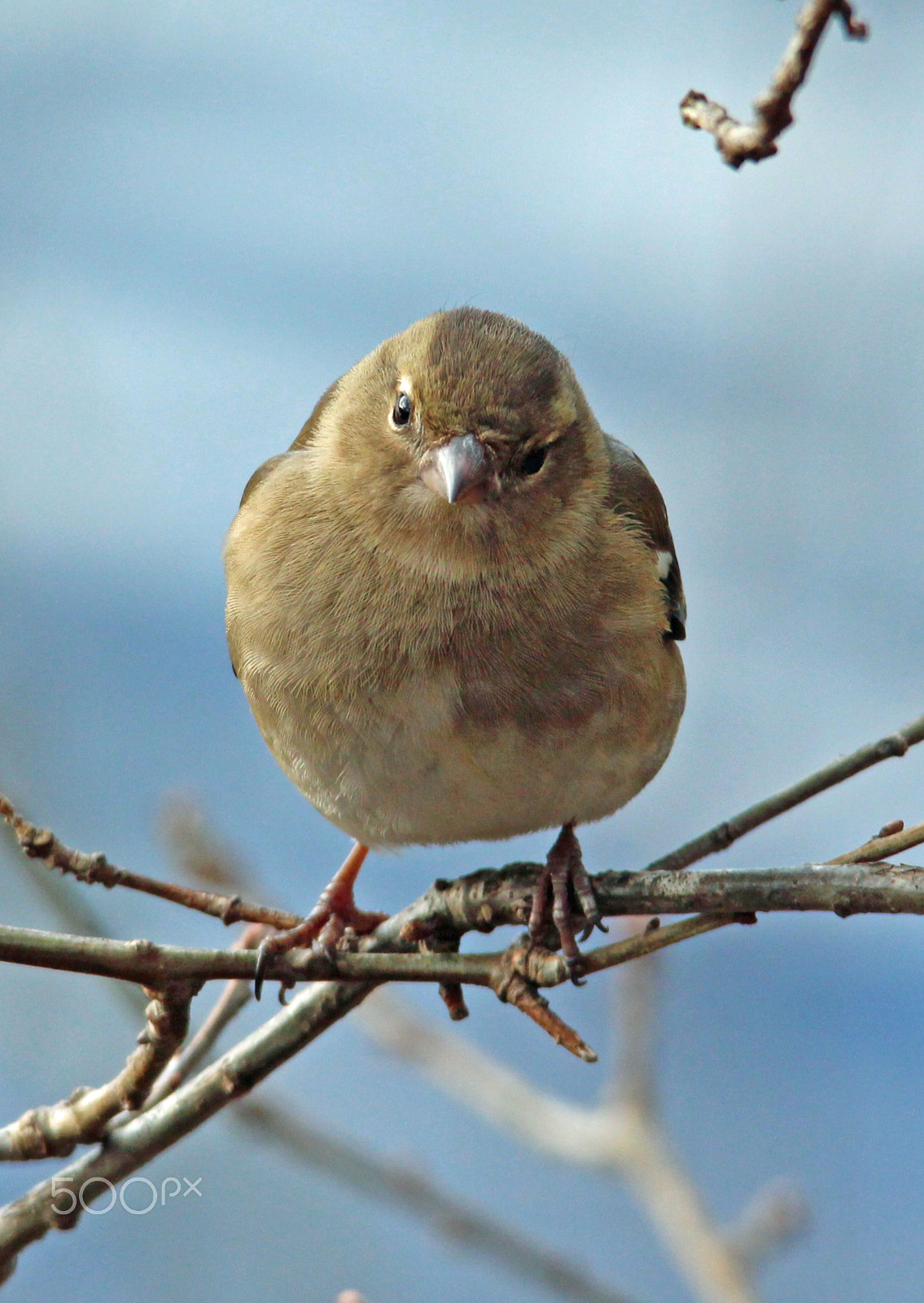Canon EOS 650D (EOS Rebel T4i / EOS Kiss X6i) + Sigma 150-500mm F5-6.3 DG OS HSM sample photo. Female chaffinch photography