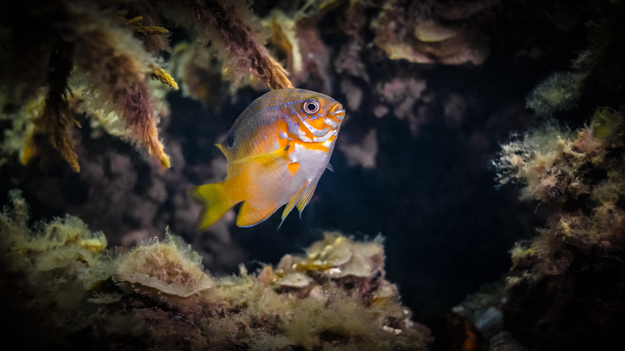 ZEISS Milvus 50mm F1.4 sample photo. Aquatic butterfly photography