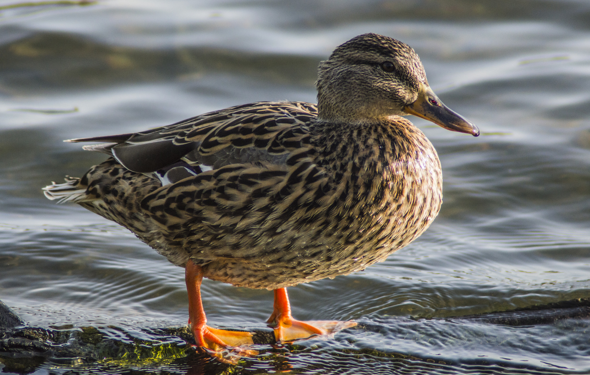 Tamron AF 200-400mm f/5.6 LD IF (75D) sample photo. Ánade real hembra - mallard female photography