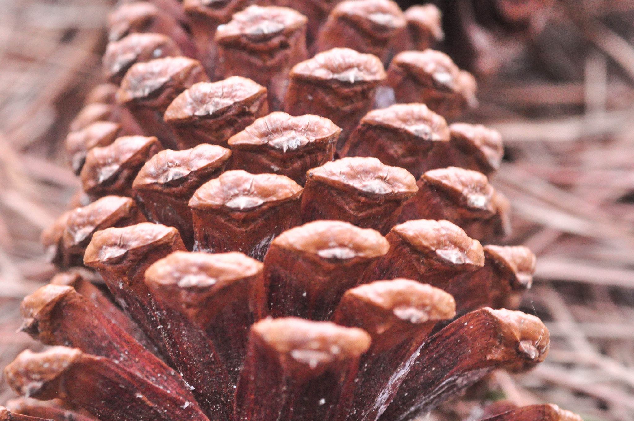Nikon D90 + AF Micro-Nikkor 60mm f/2.8 sample photo. Up close and personal photography