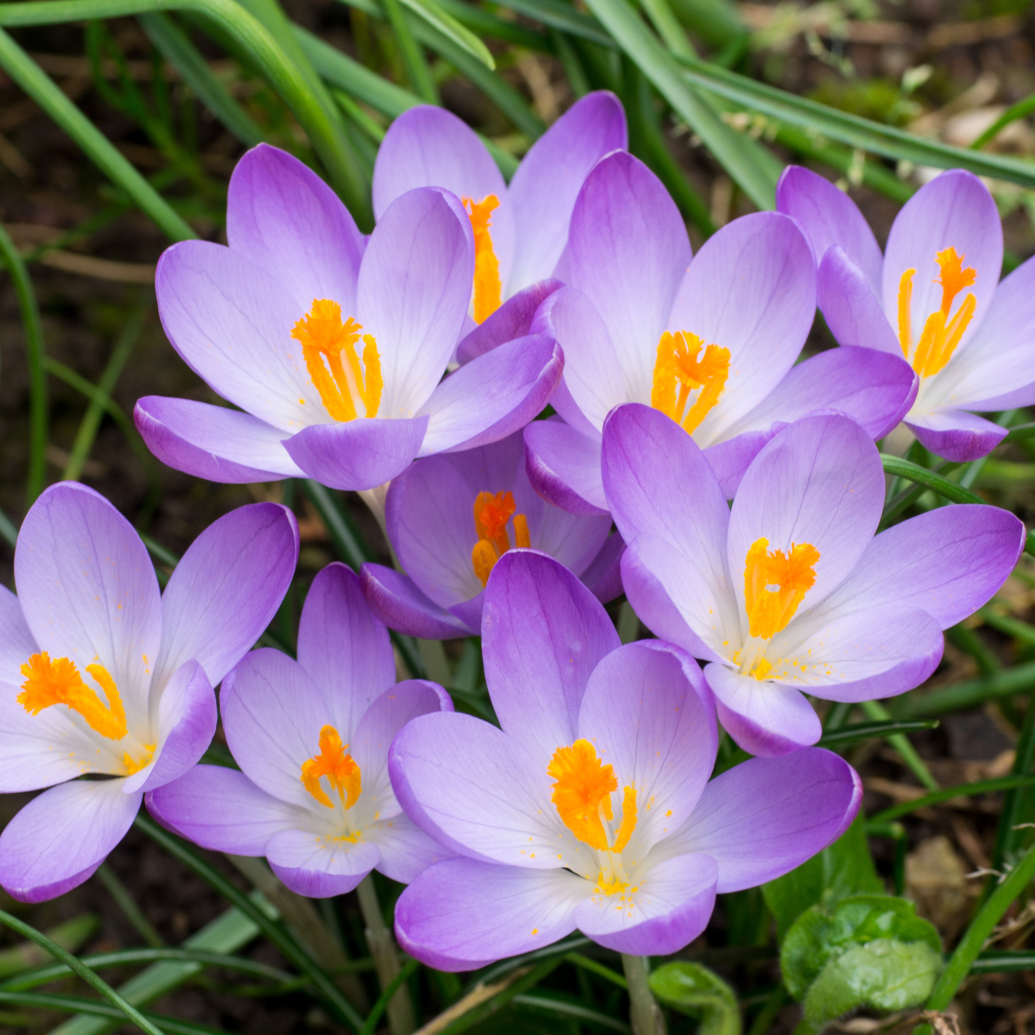 Pentax K-5 II + Sigma sample photo. Spring is coming photography