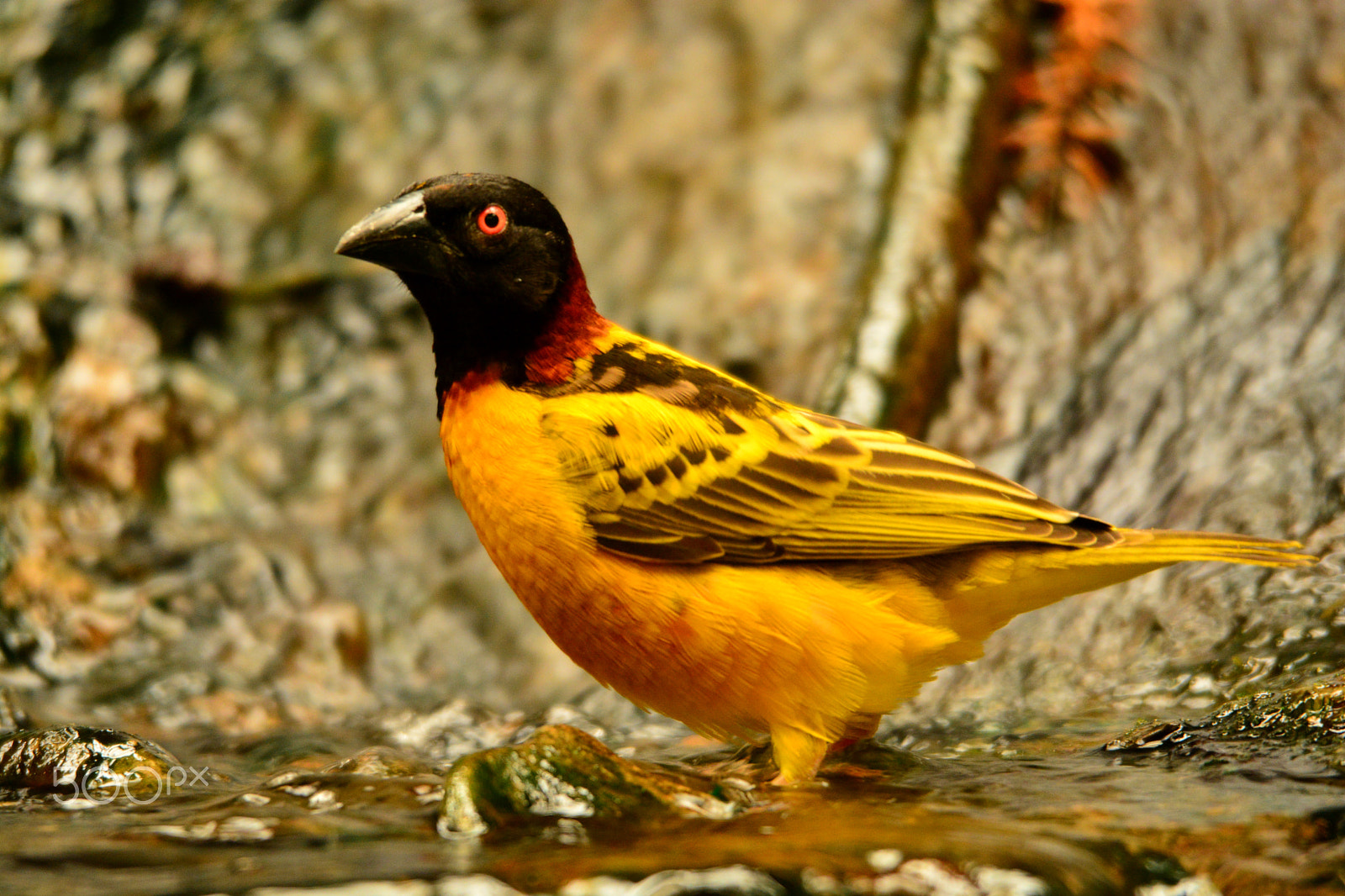 Sigma 120-400mm F4.5-5.6 DG OS HSM sample photo. Yellow bird photography