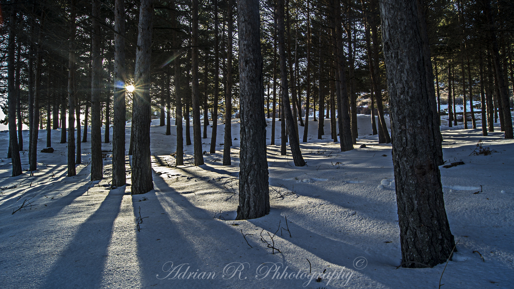 Sony Alpha DSLR-A580 sample photo. Nieve photography
