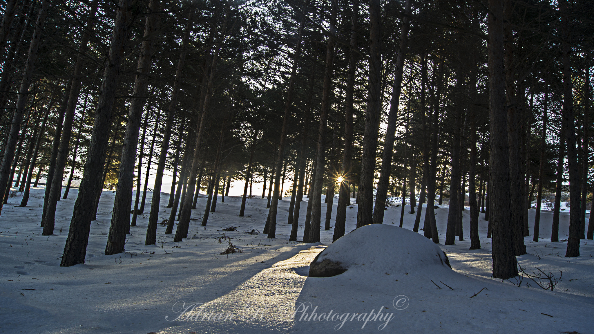 Sony Alpha DSLR-A580 sample photo. Nieve photography