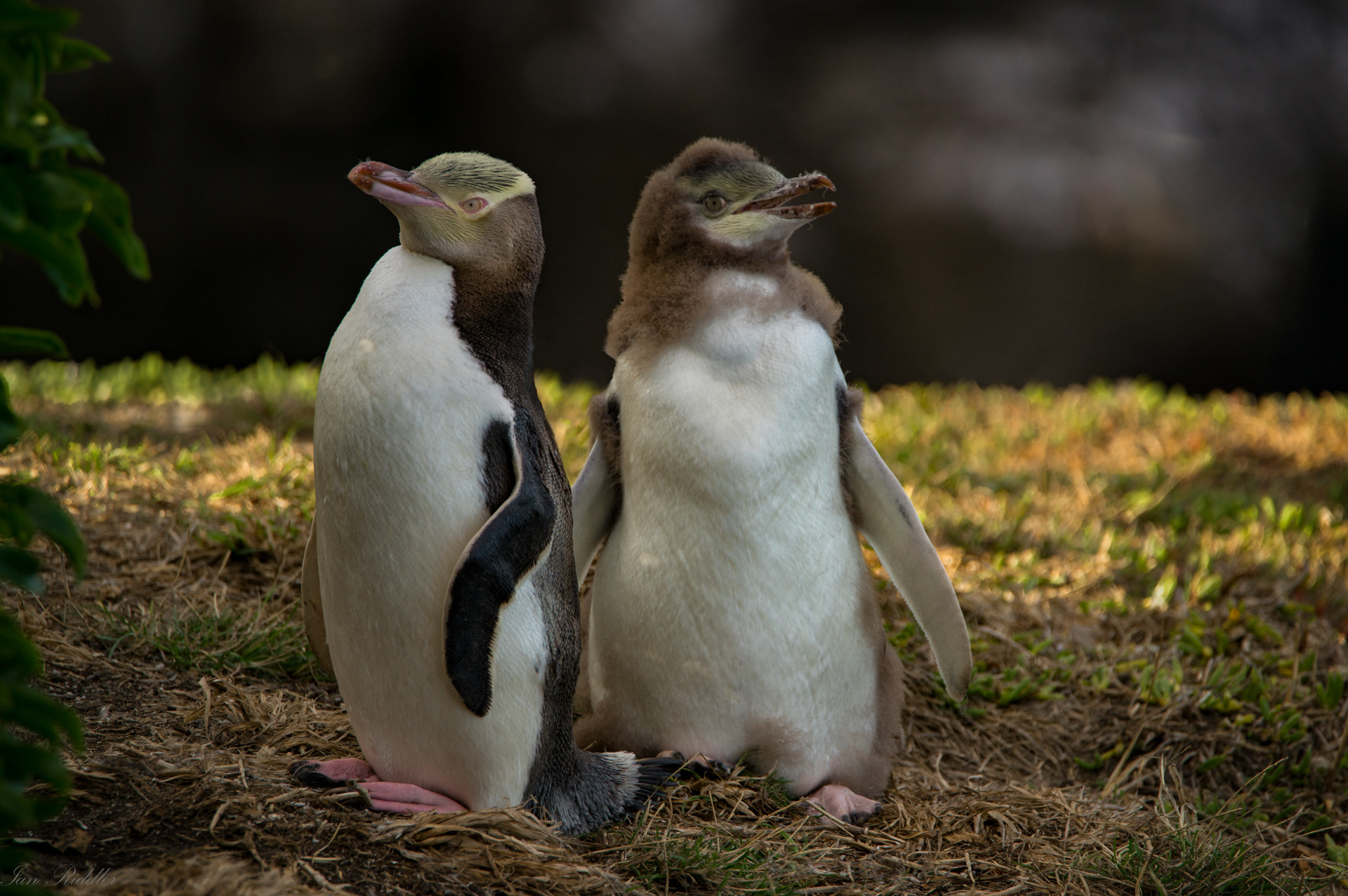 Tamron SP 150-600mm F5-6.3 Di VC USD sample photo. Penguin capers by ian riddler photography