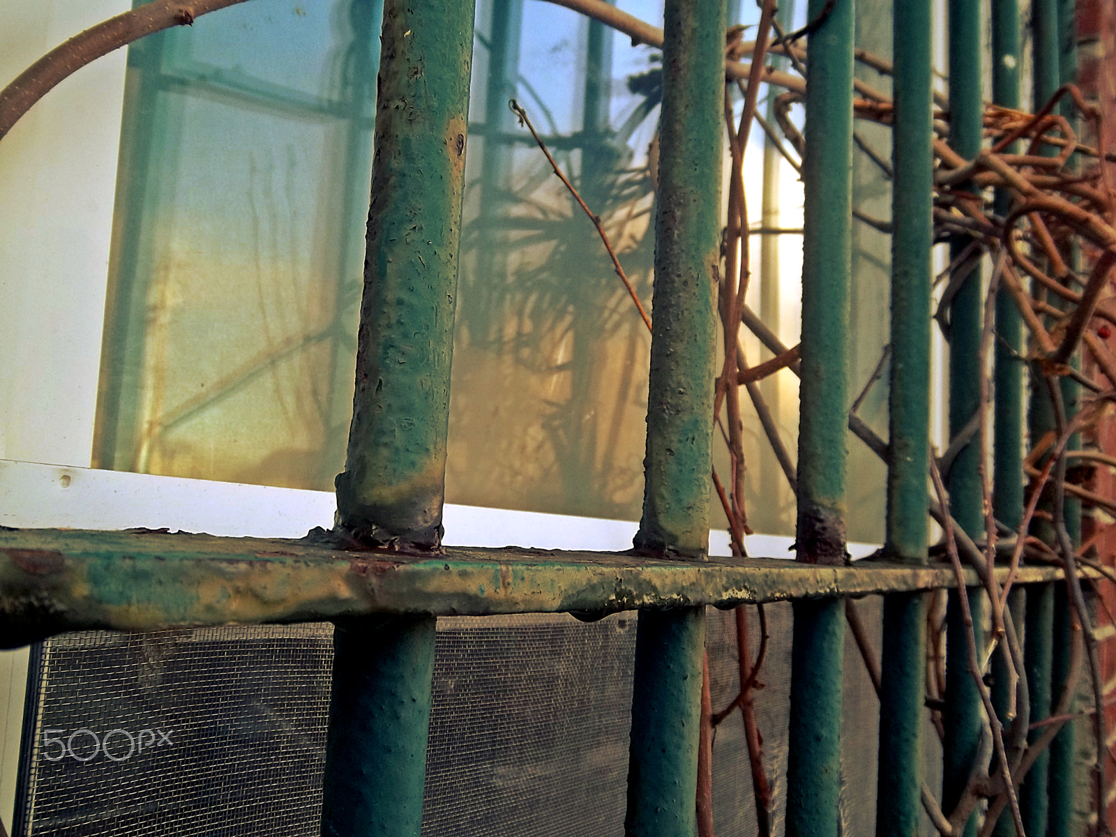 Kodak EASYSHARE M575 DIGITAL CAMERA sample photo. Bars over window with vines photography
