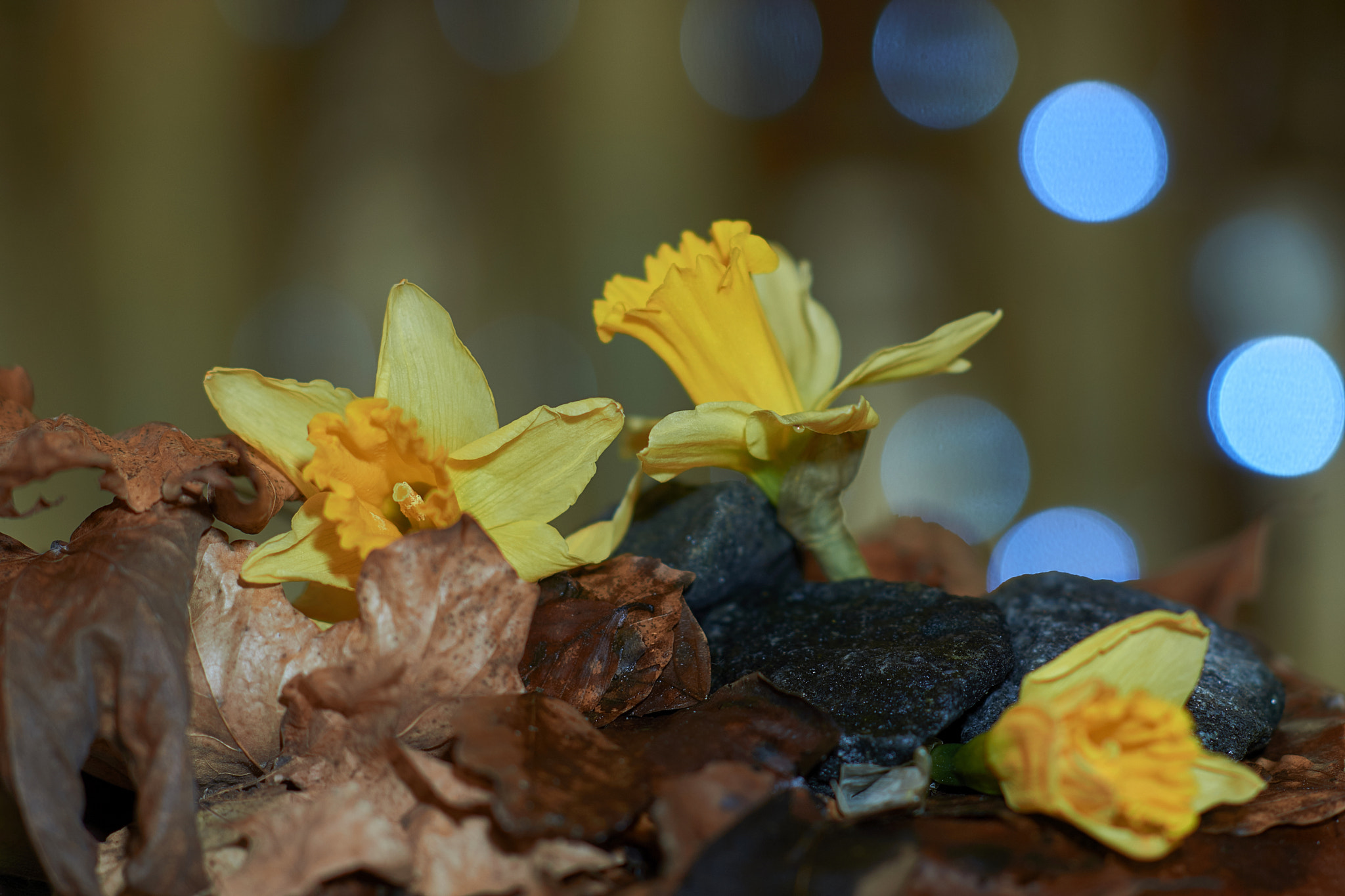 Sony Sonnar T* 135mm F1.8 ZA sample photo. Dsc06860.jpg photography