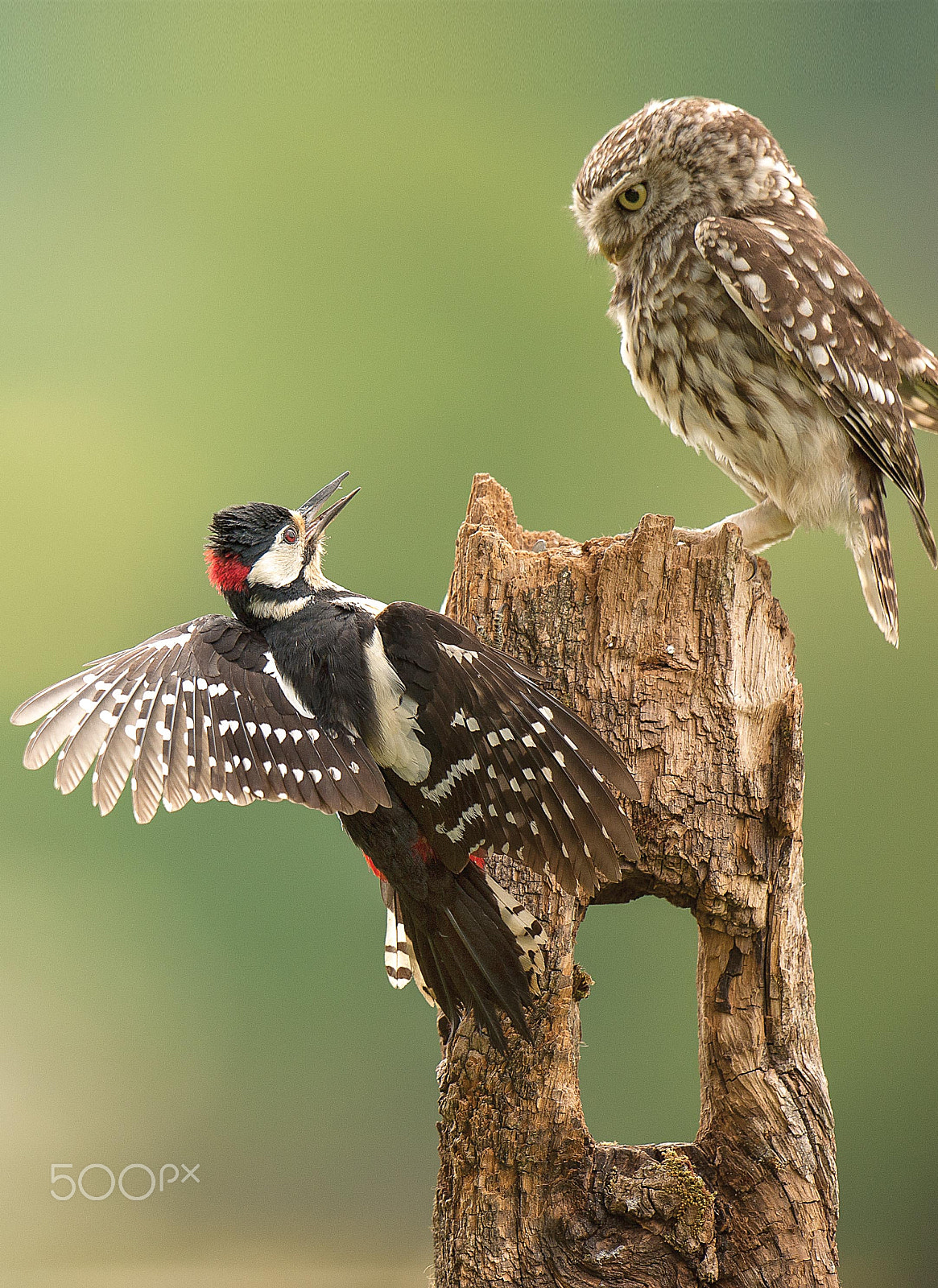 Nikon D700 + Nikon AF-S Nikkor 500mm F4G ED VR sample photo. Great spotted woodpecker and little owl photography