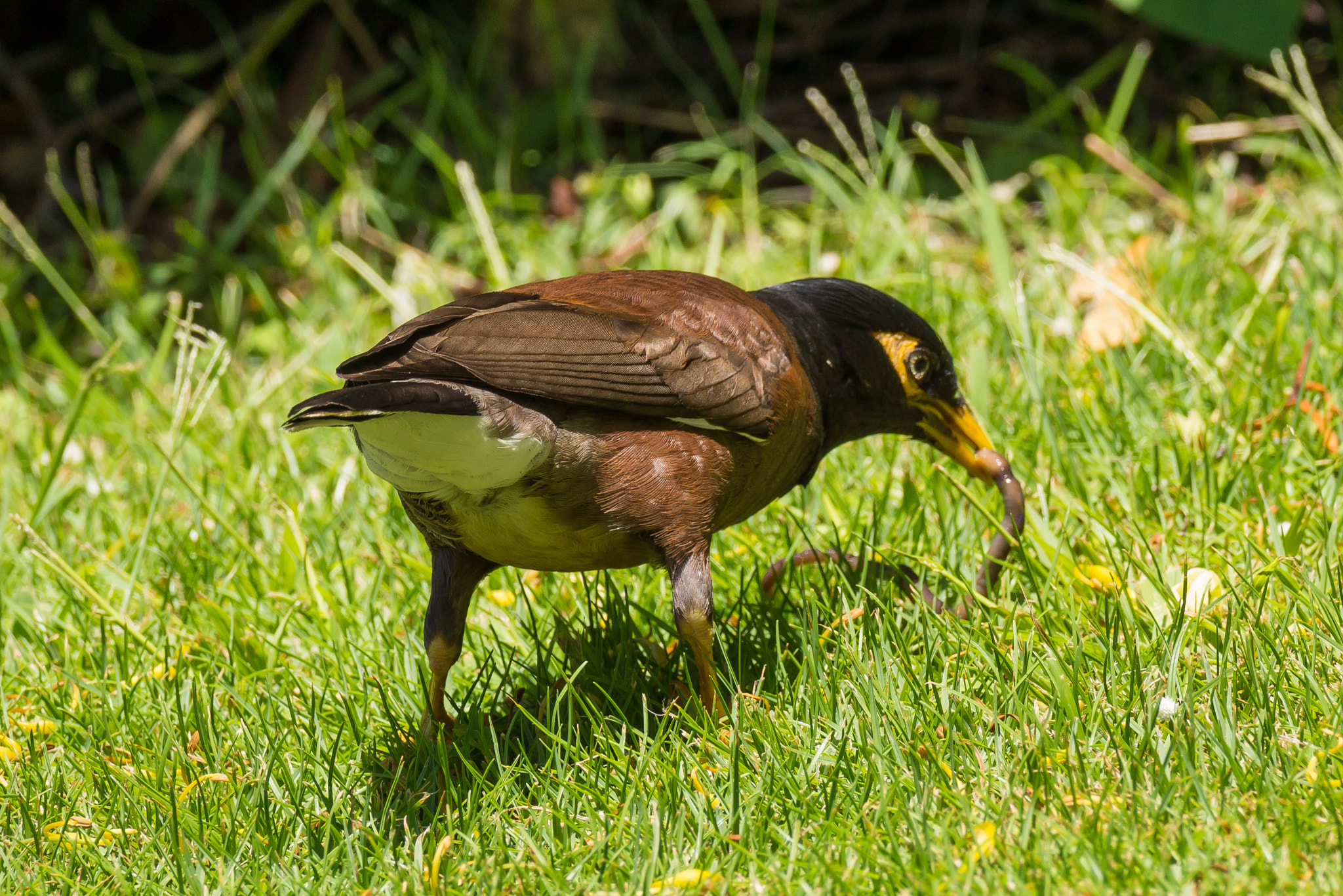 Sony 70-300mm F4.5-5.6 G SSM sample photo. Early bird photography