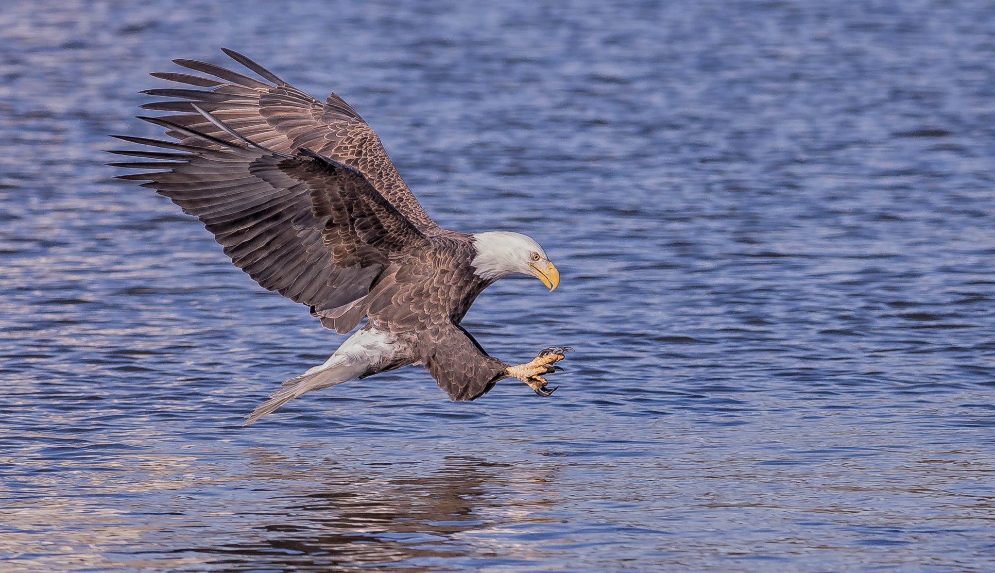 Nikon AF-S Nikkor 300mm F2.8G ED VR II sample photo. Focused photography