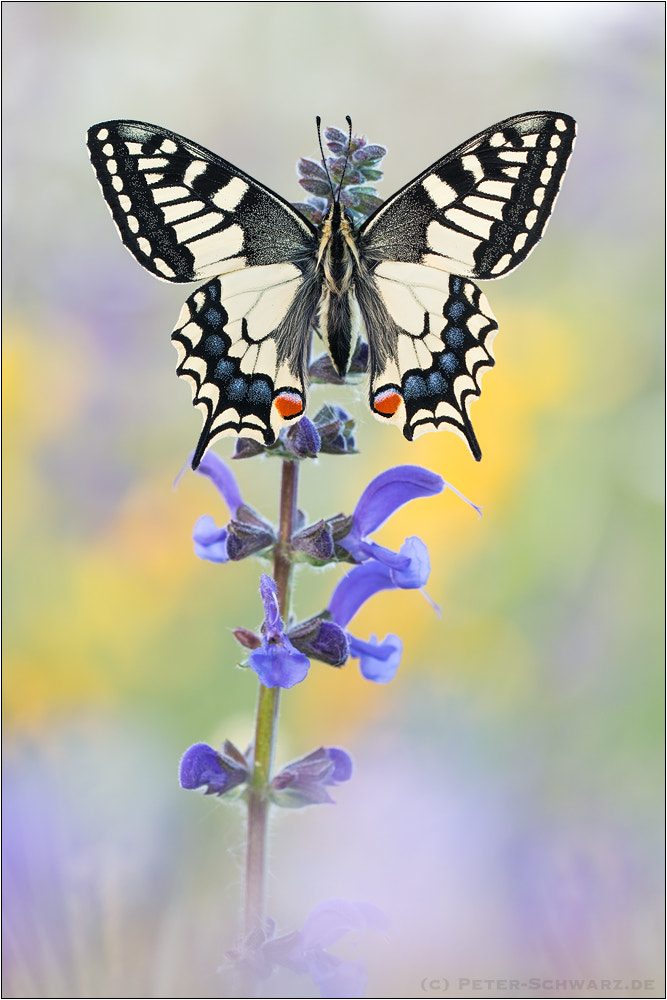 Sigma 150mm f/2.8 EX DG OS HSM APO Macro sample photo. Papilio machaon photography