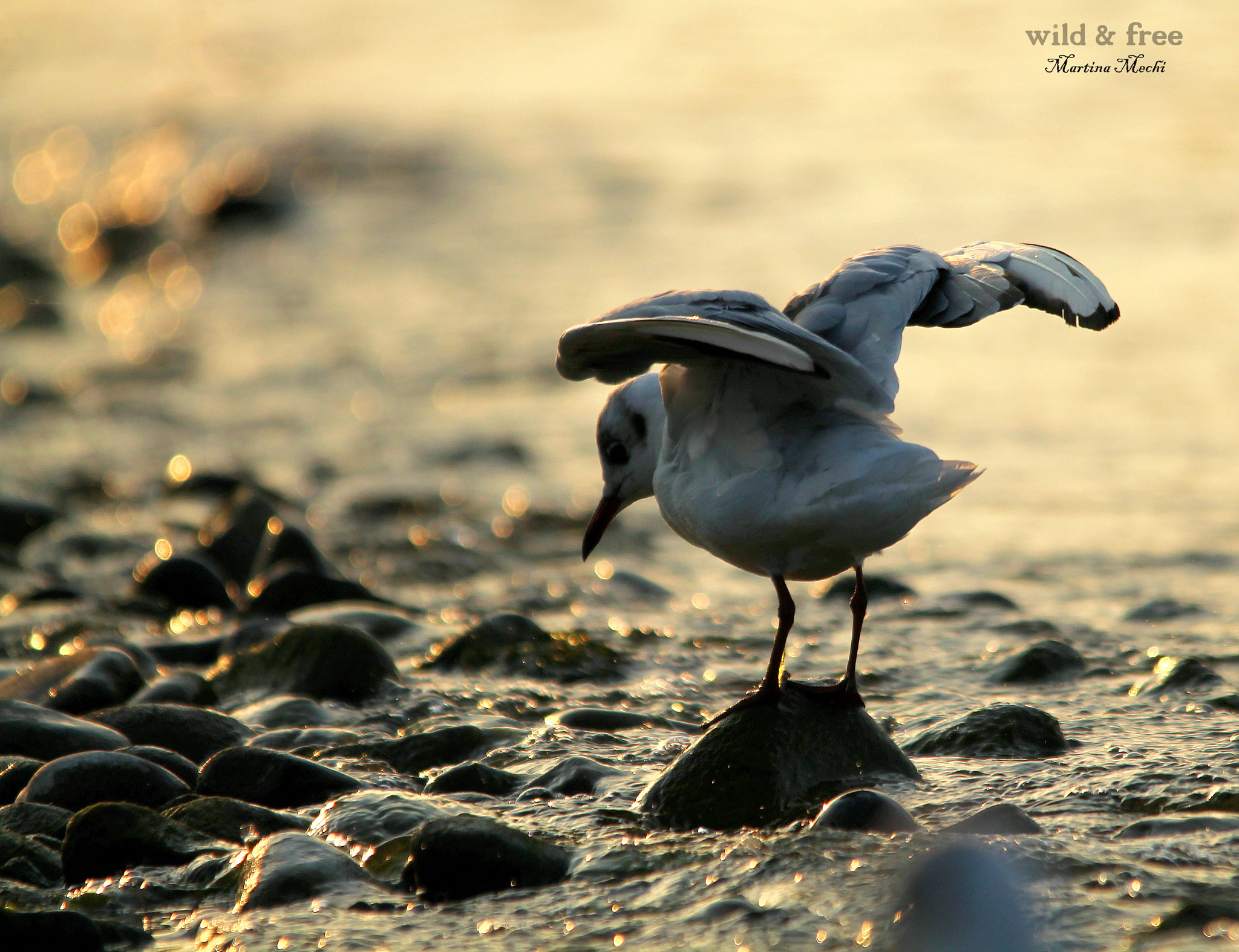 Sigma 150-500mm F5-6.3 DG OS HSM sample photo. *spread your wings ii* photography