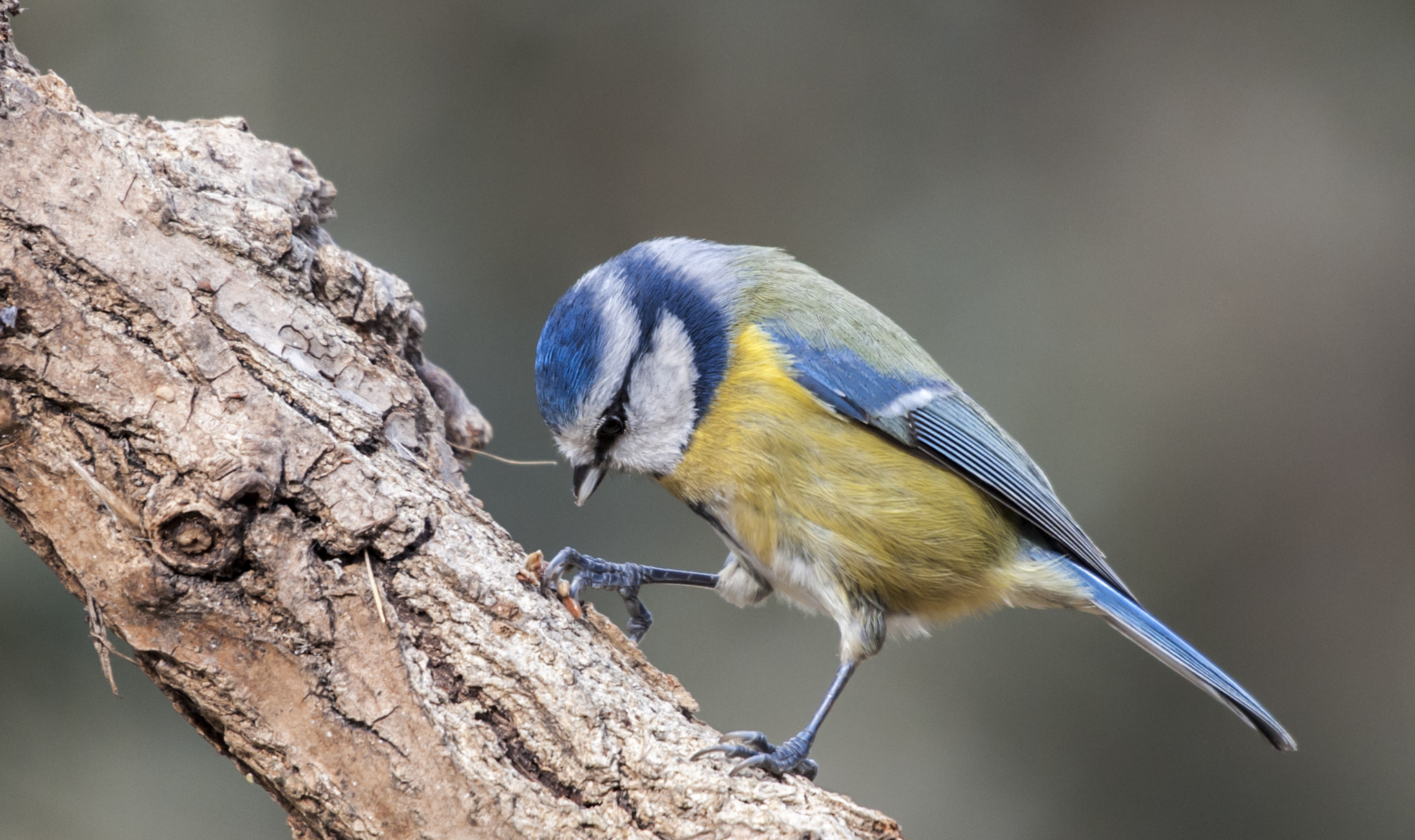 Sigma 50-500mm F4.5-6.3 DG OS HSM sample photo. Hererillo photography
