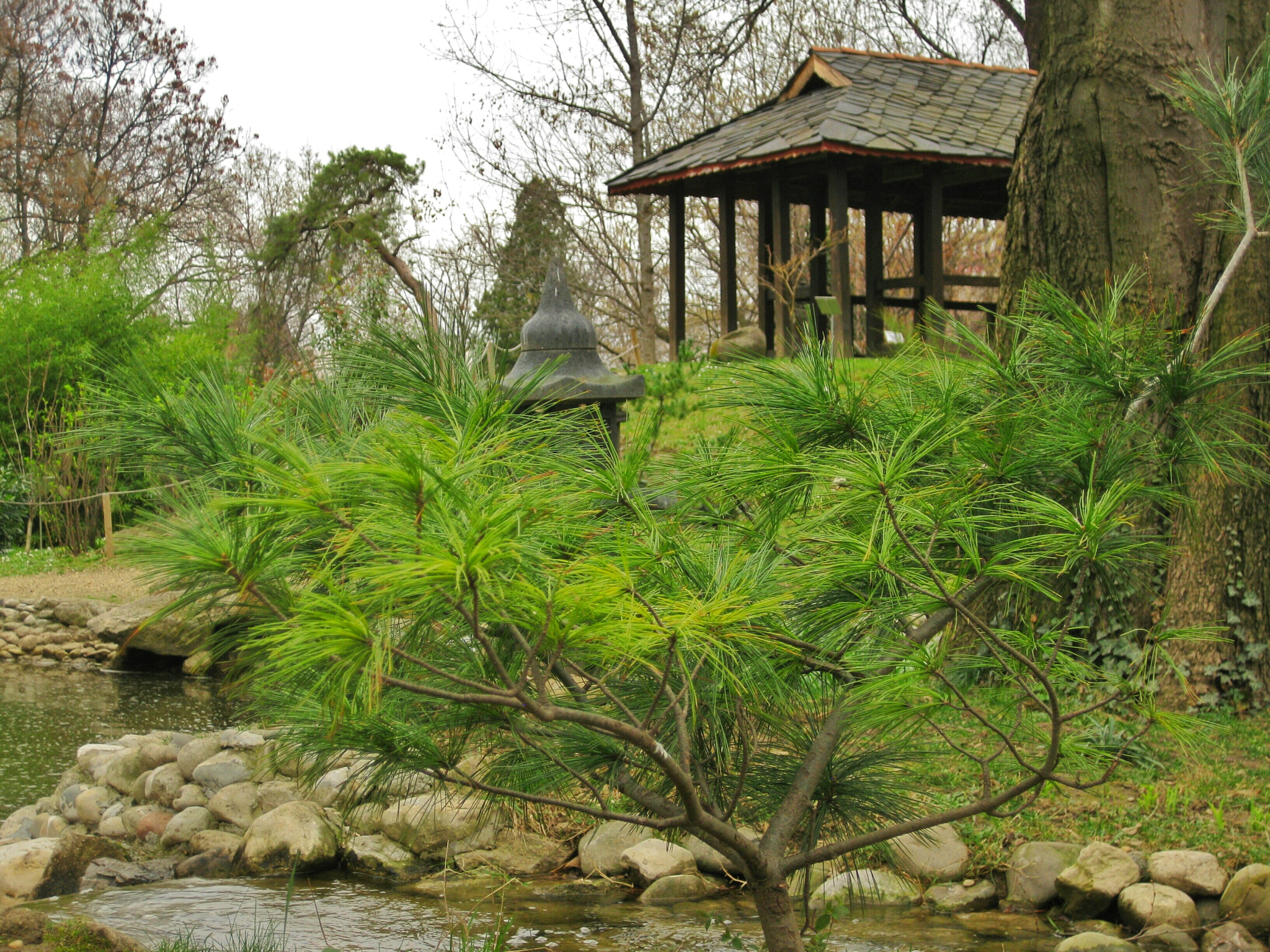 Canon PowerShot SD770 IS (Digital IXUS 85 IS / IXY Digital 25 IS) sample photo. Japanese garden photography