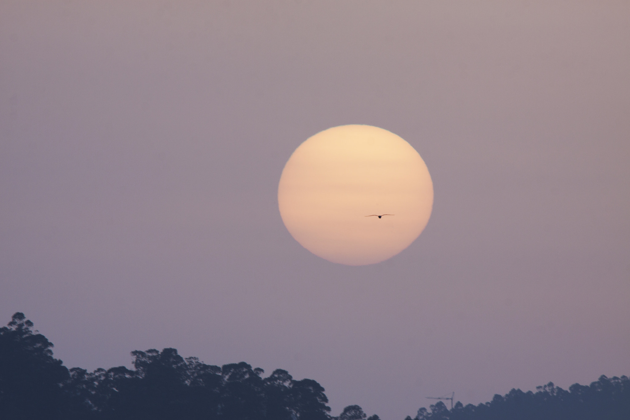 Tamron SP 150-600mm F5-6.3 Di VC USD sample photo. Solpor photography