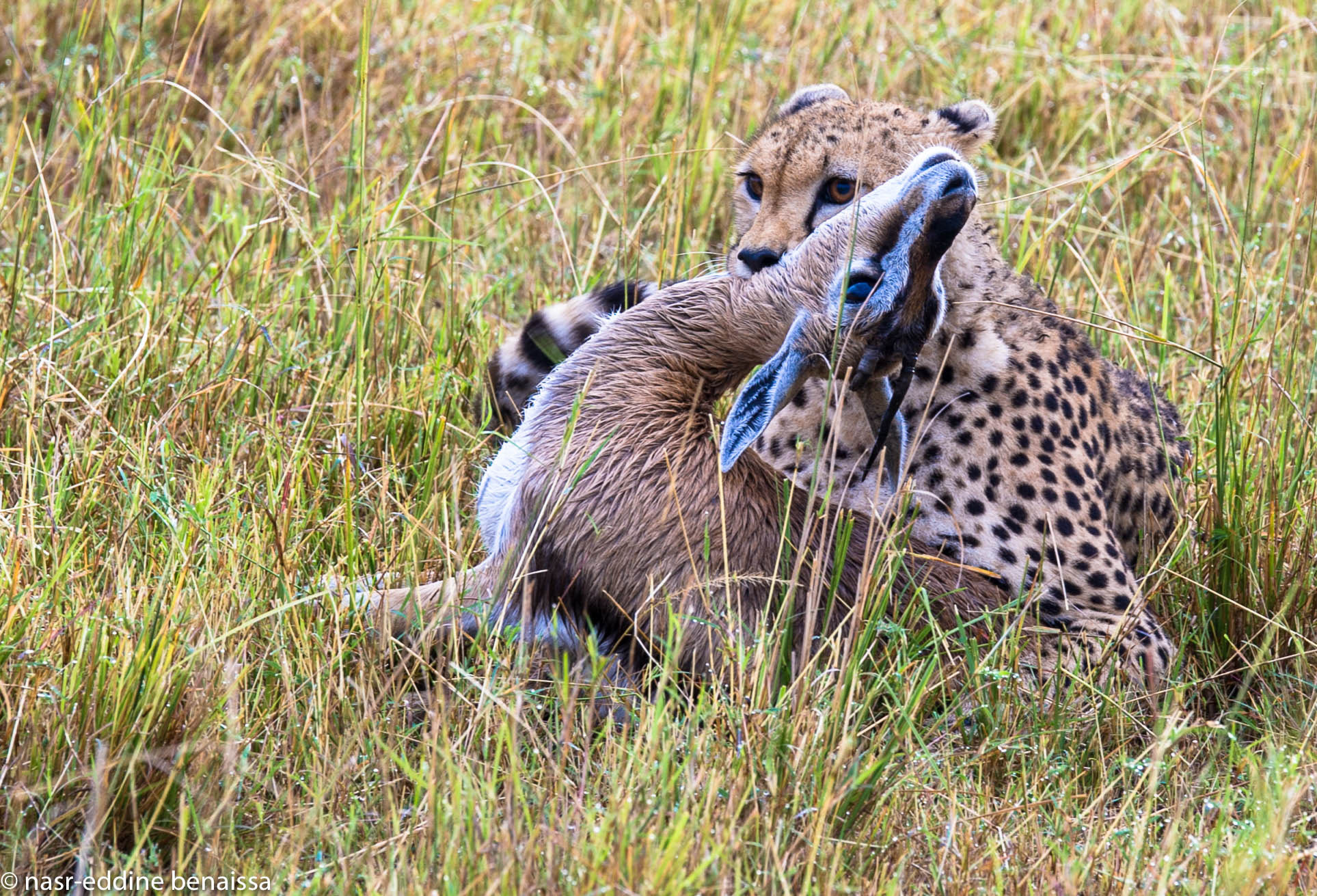 Nikon D3S sample photo. Cheetah photography