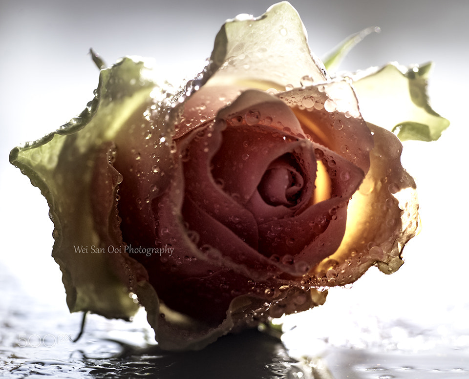 Panasonic Leica DG Macro-Elmarit 45mm F2.8 ASPH OIS sample photo. Rose 35 photography