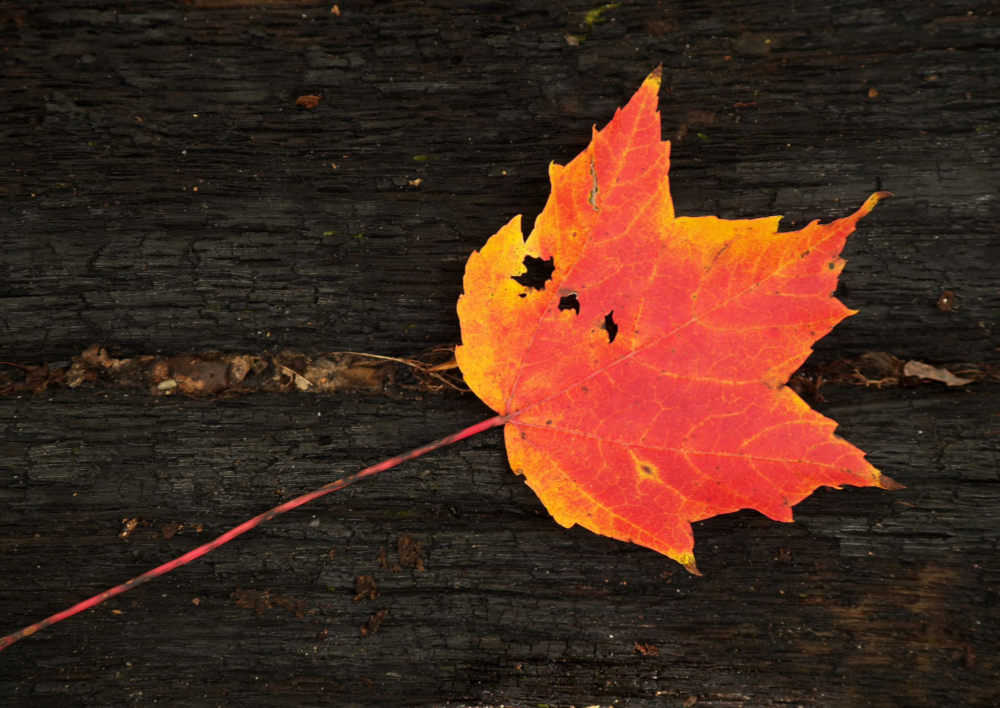 Pentax smc DA 55-300mm F4.0-5.8 ED sample photo. Single maple leaf photography