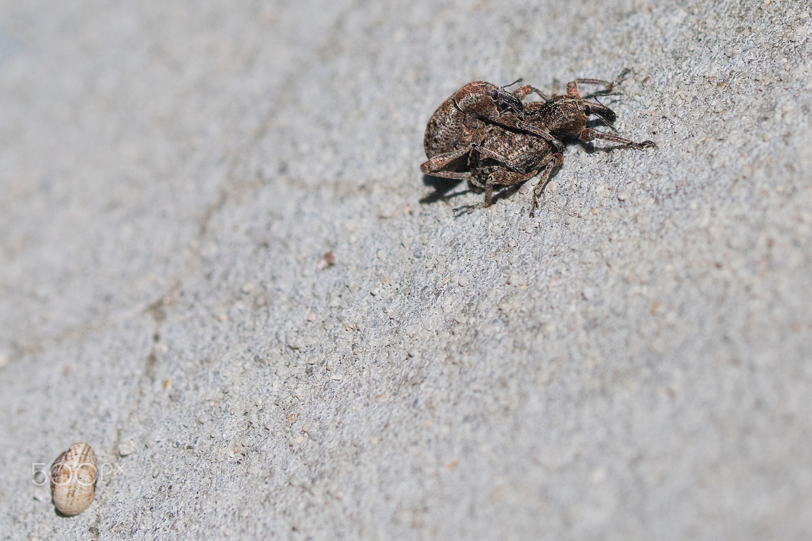 Canon EOS 750D (EOS Rebel T6i / EOS Kiss X8i) + Canon EF 100mm F2.8L Macro IS USM sample photo. Love is in the air photography