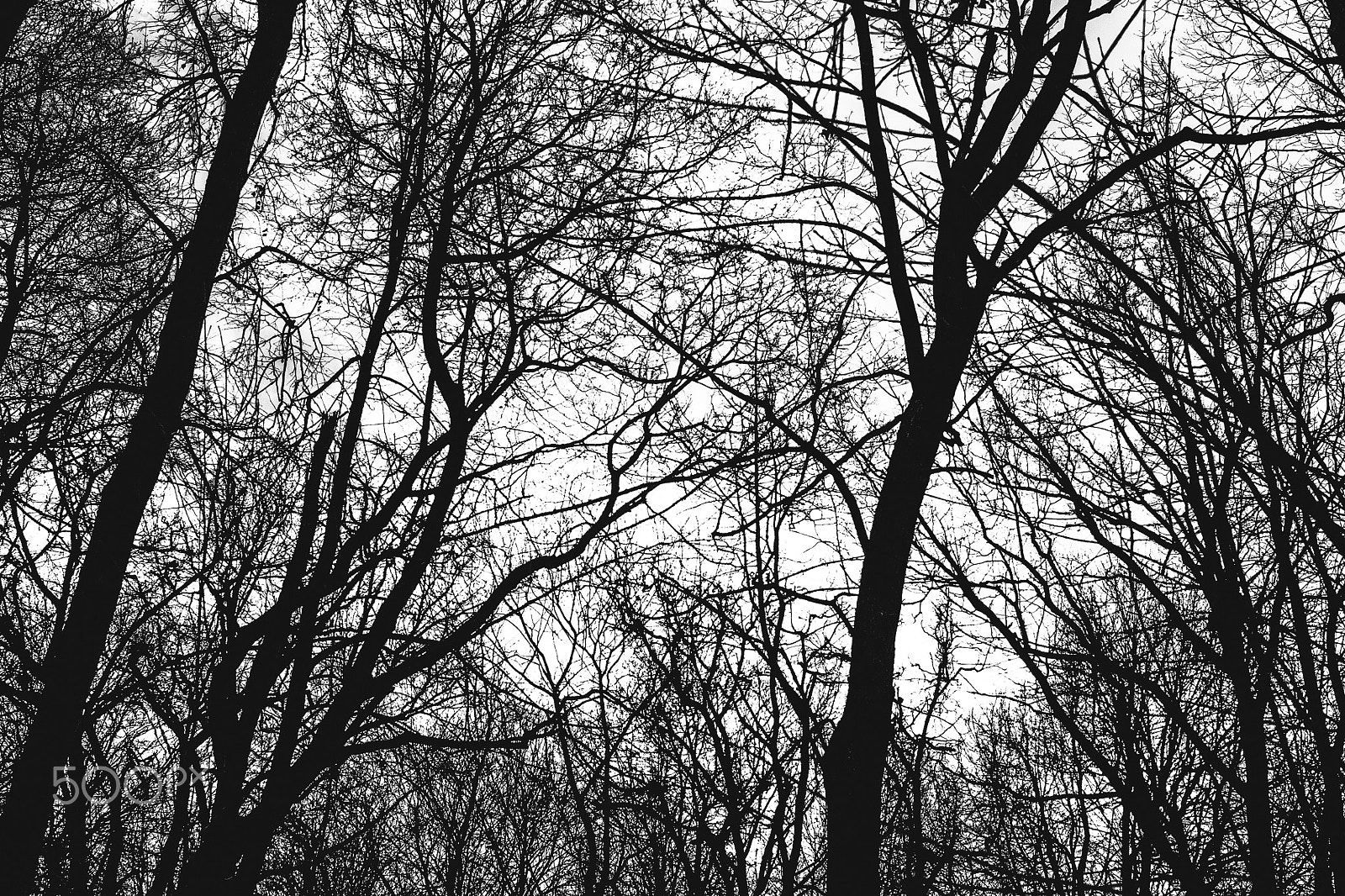 Sony Alpha DSLR-A500 + Sony 50mm F1.4 sample photo. The web of the forest photography