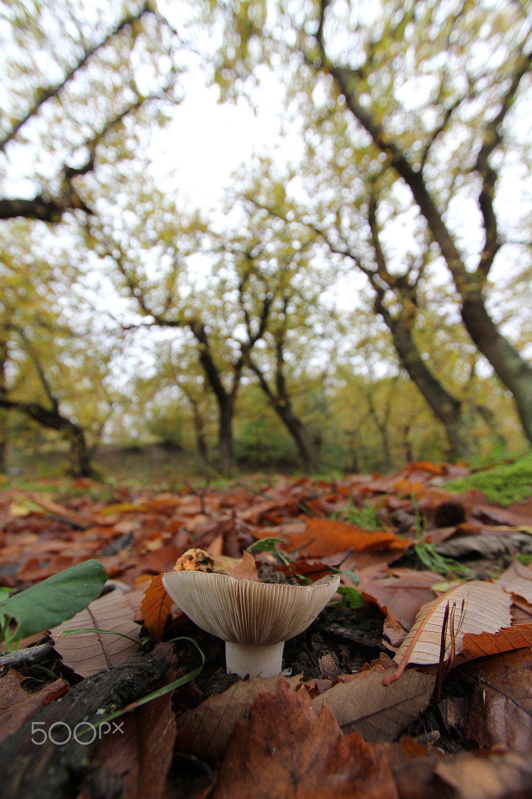 Canon EF 22-55mm f/4-5.6 USM sample photo. The mushroom appears photography