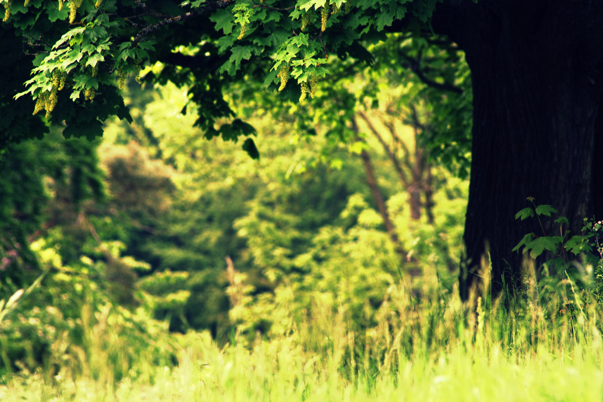 Canon EF 70-210mm f/3.5-4.5 USM sample photo. Love lit summer scene photography