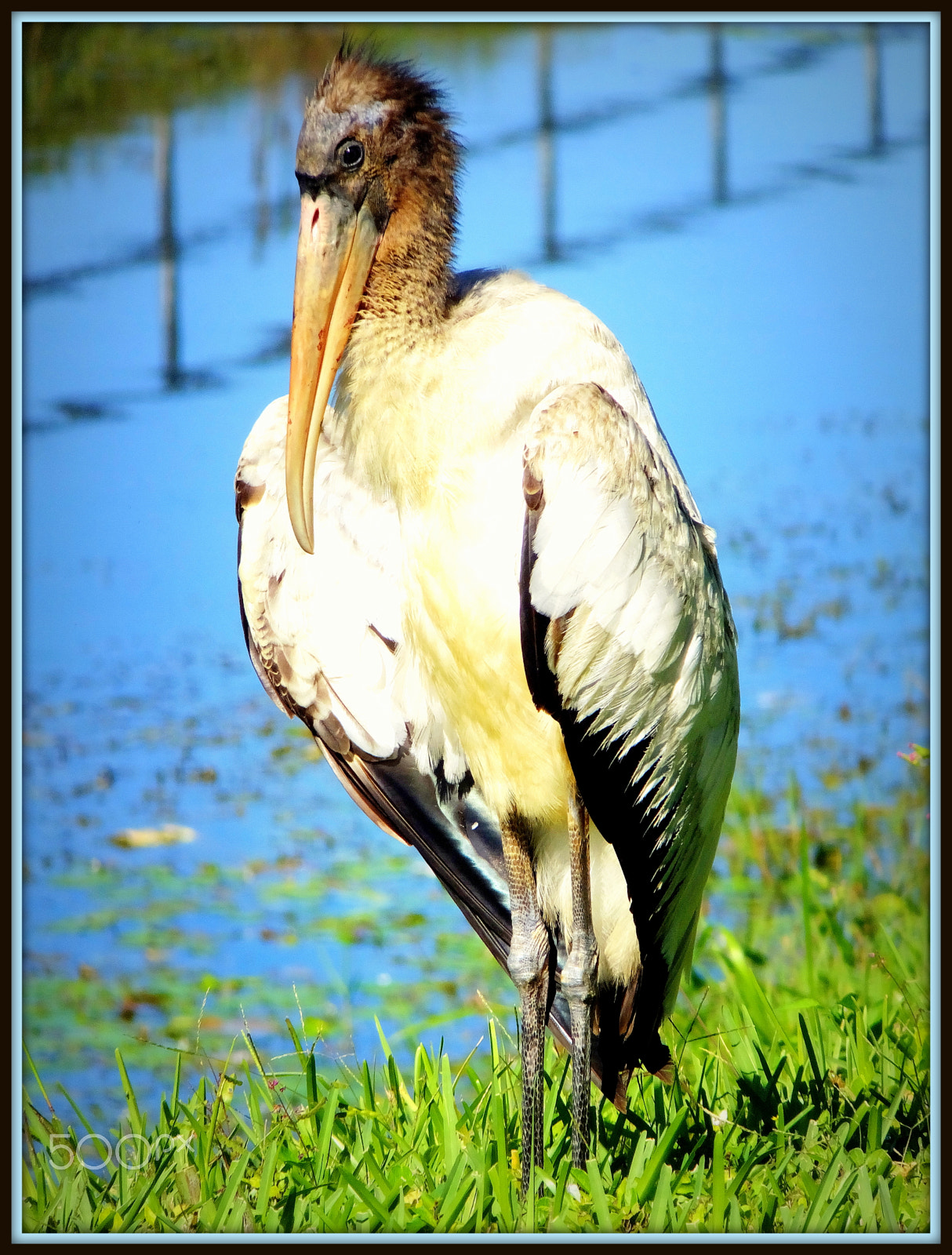 Fujifilm FinePix F850EXR sample photo. Brown pelican. pelecanus occidentalis photography
