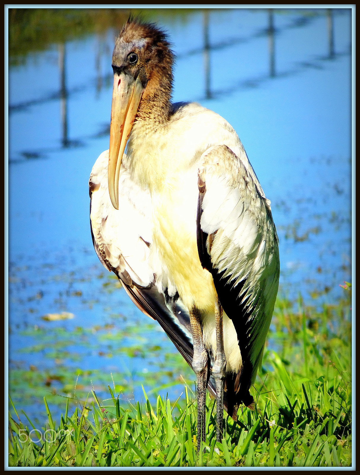 Fujifilm FinePix F850EXR sample photo. Brown pelican. pelecanus occidentalis photography