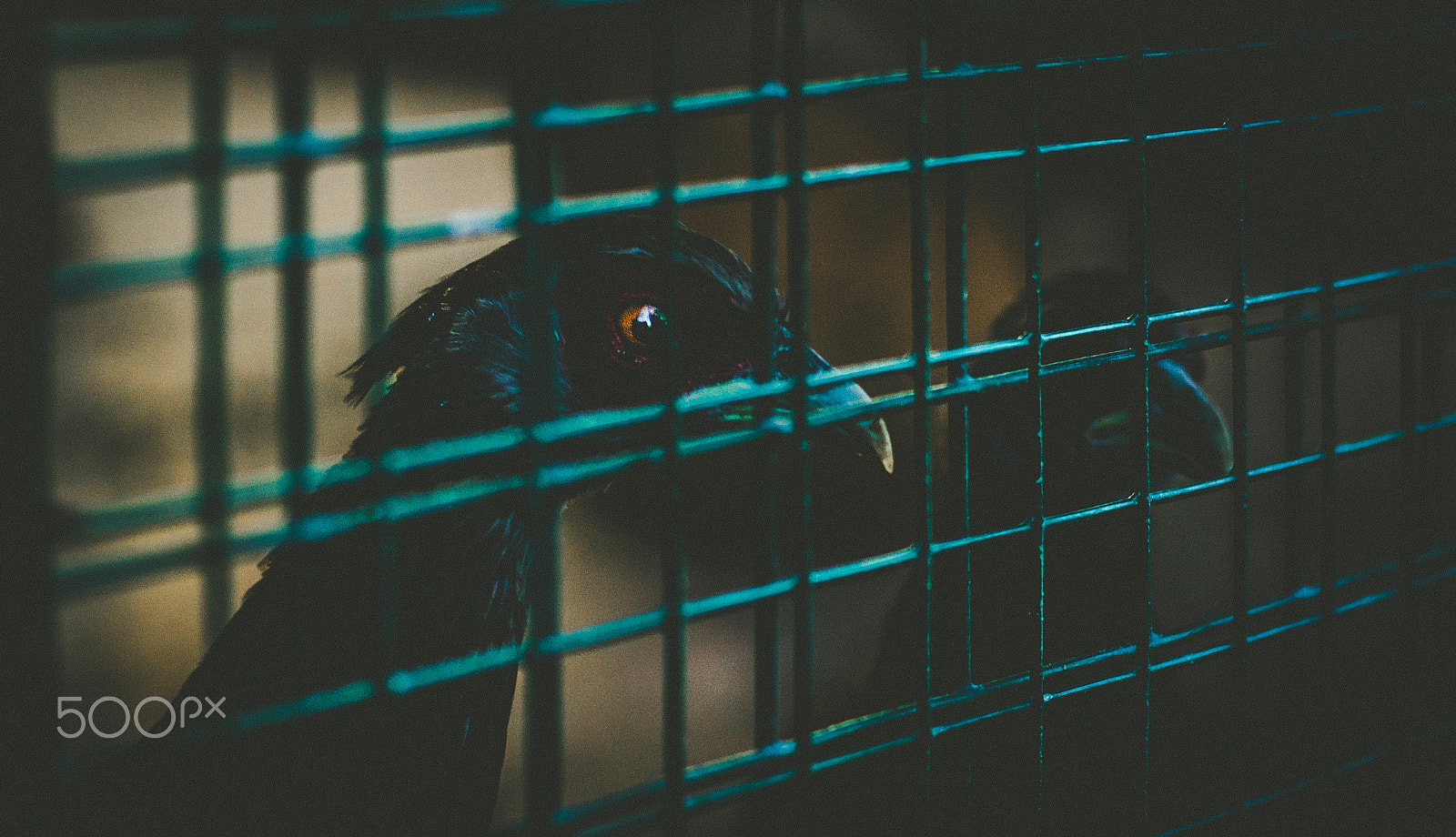 Sony Alpha DSLR-A500 + Sony 50mm F1.4 sample photo. Prison photography