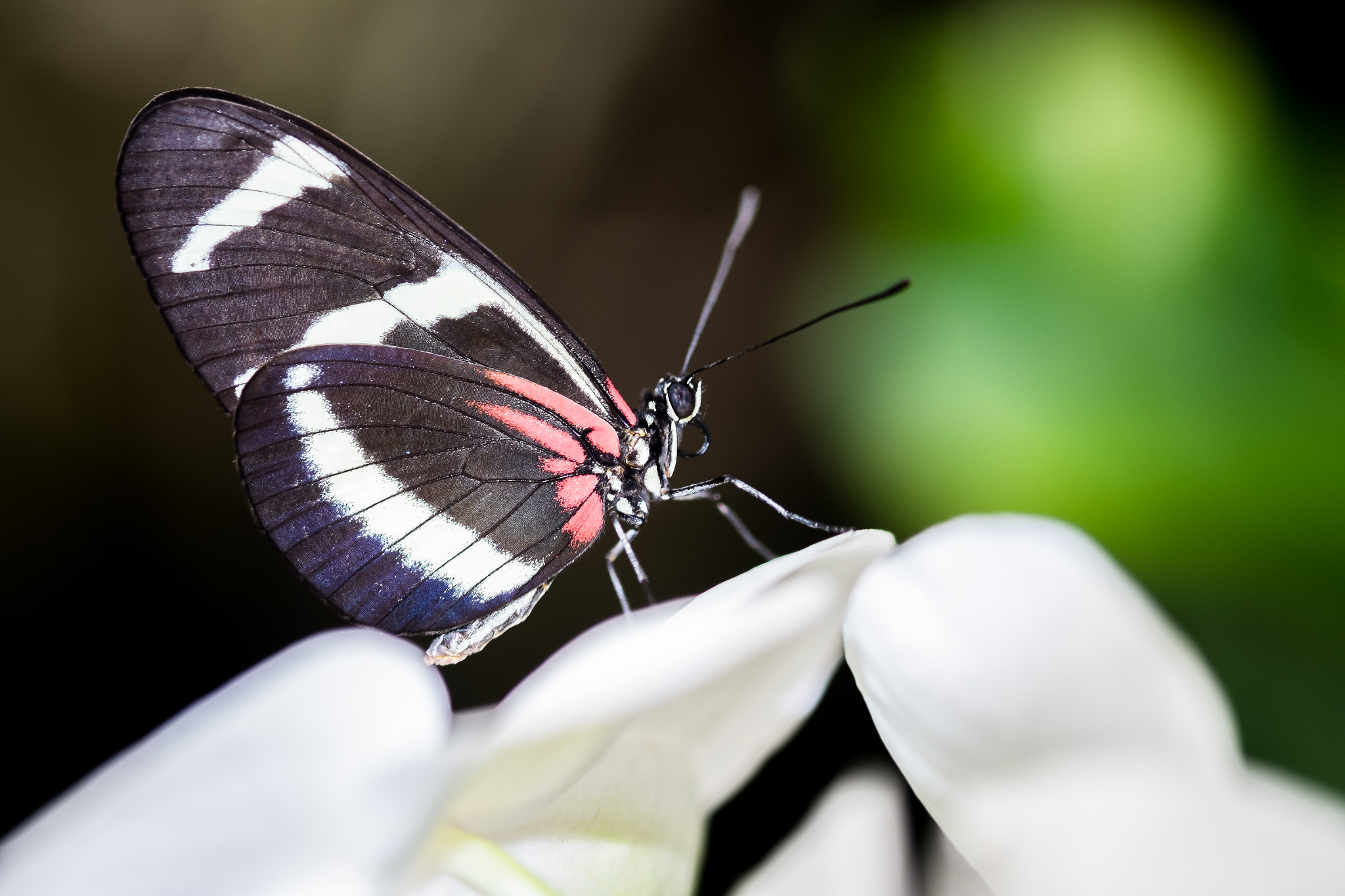 Fujifilm X-M1 + Fujifilm XF 60mm F2.4 R Macro sample photo. Heliconius doris photography