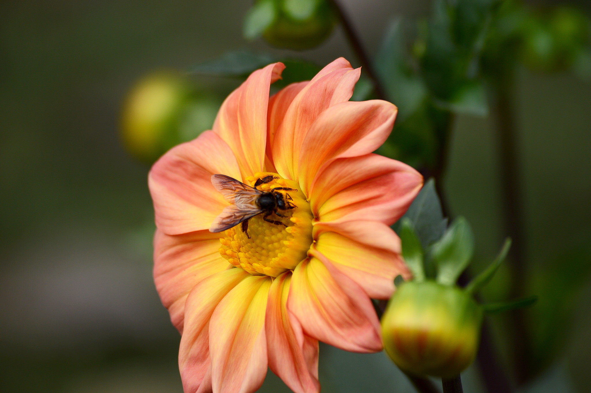 Nikon D3200 + Nikkor 500mm f/4 P ED IF sample photo. Delhi photography