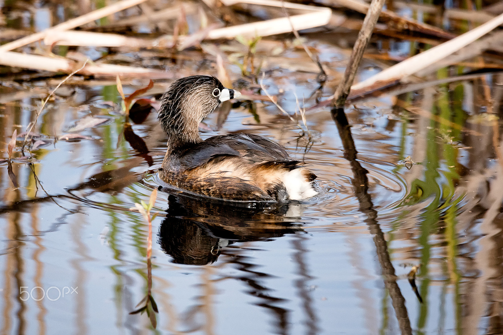 Canon EOS 5DS + Sigma 150-600mm F5-6.3 DG OS HSM | C sample photo. Pied-billed grebe adult mating plumage photography