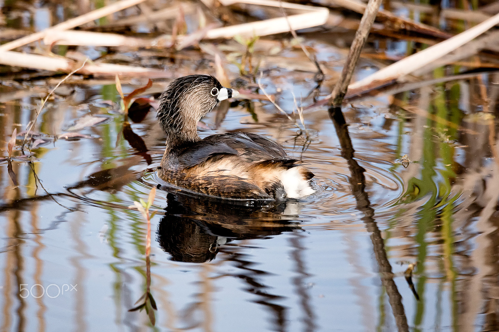 Sigma 150-600mm F5-6.3 DG OS HSM | C sample photo. Pied-billed grebe adult mating plumage photography