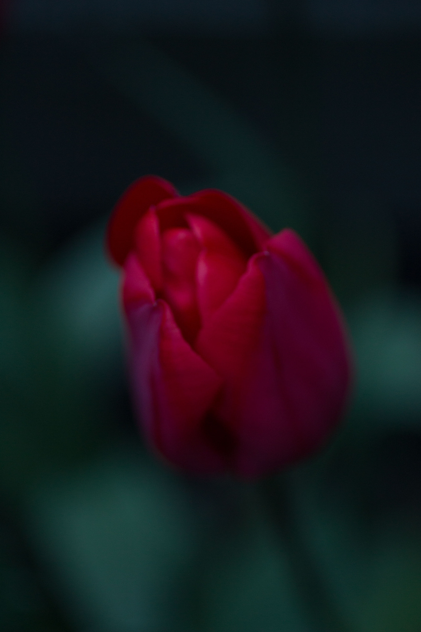 Canon EOS 700D (EOS Rebel T5i / EOS Kiss X7i) + Canon EF 50mm F2.5 Macro sample photo. Dark tulipan photography