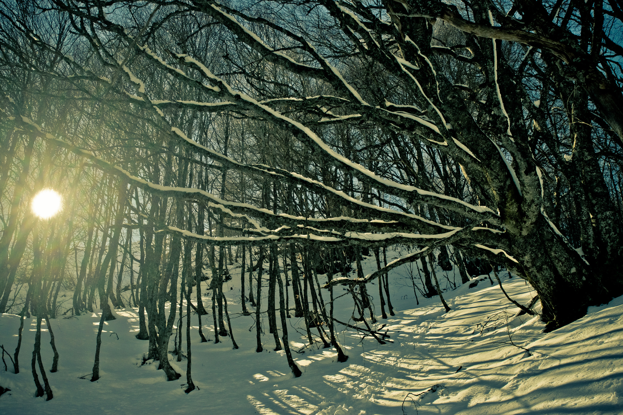 Tamron SP 24-70mm F2.8 Di VC USD sample photo. Wood &amp; snow photography