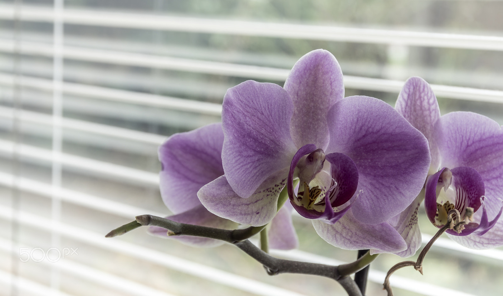 Sony ILCA-77M2 + Tamron AF 28-105mm F4-5.6 [IF] sample photo. Orchid photography