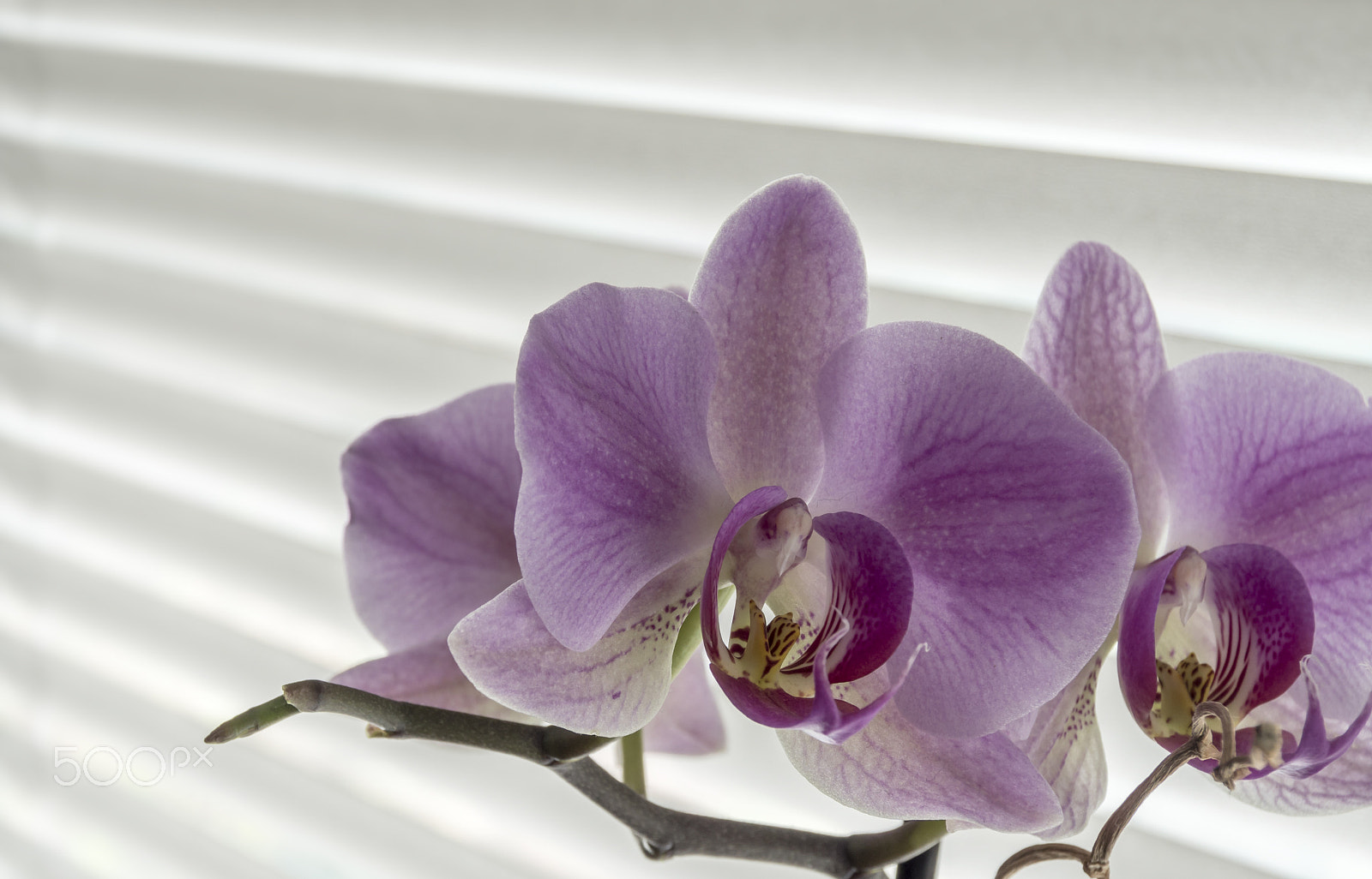 Sony ILCA-77M2 + Tamron AF 28-105mm F4-5.6 [IF] sample photo. Orchid and window blind photography