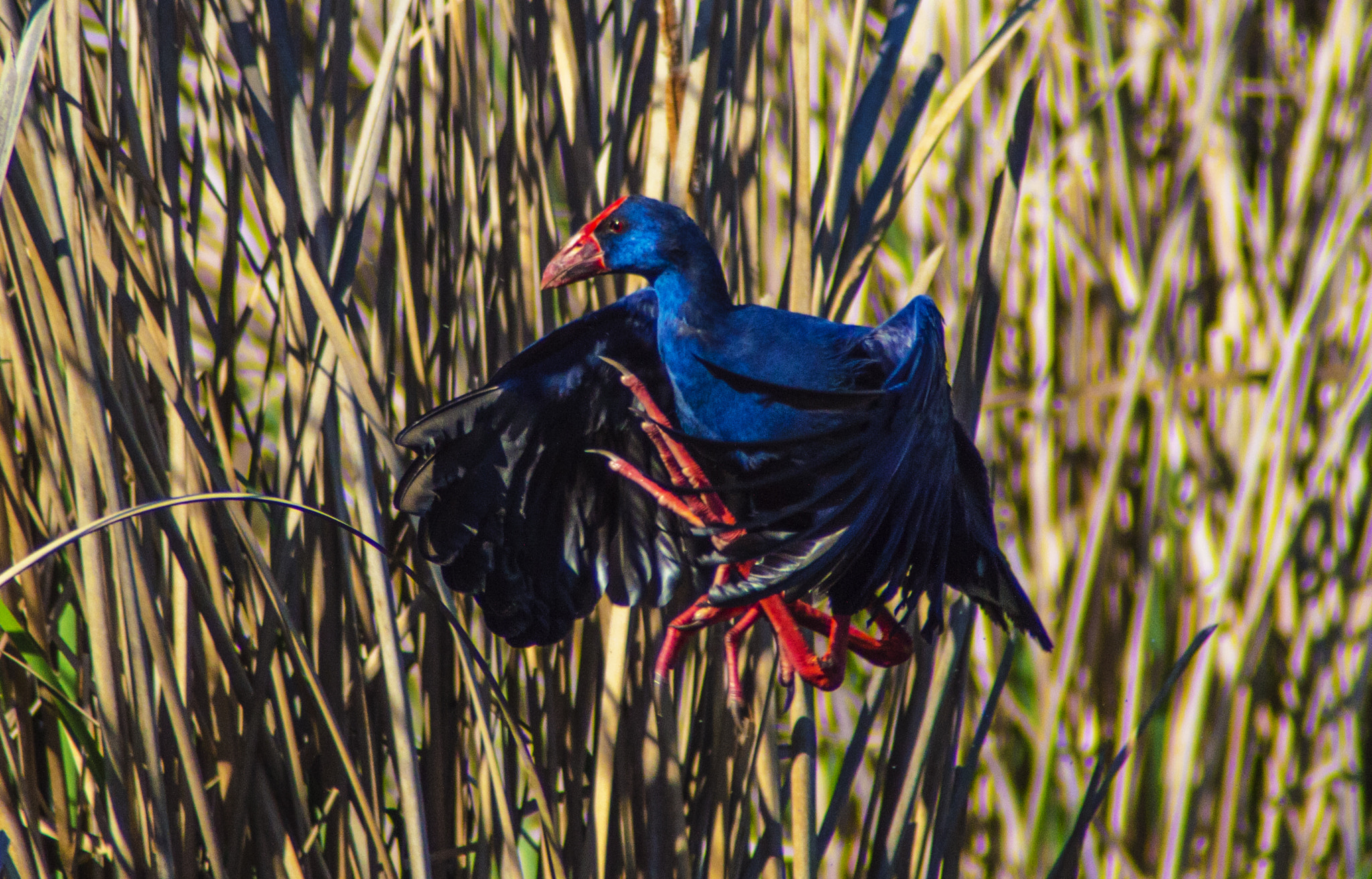Tamron AF 200-400mm f/5.6 LD IF (75D) sample photo. Calamón común - western swamphen photography