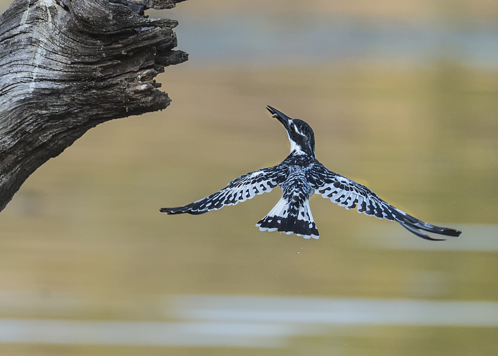 Nikon D4 sample photo. Pied kingfisher photography