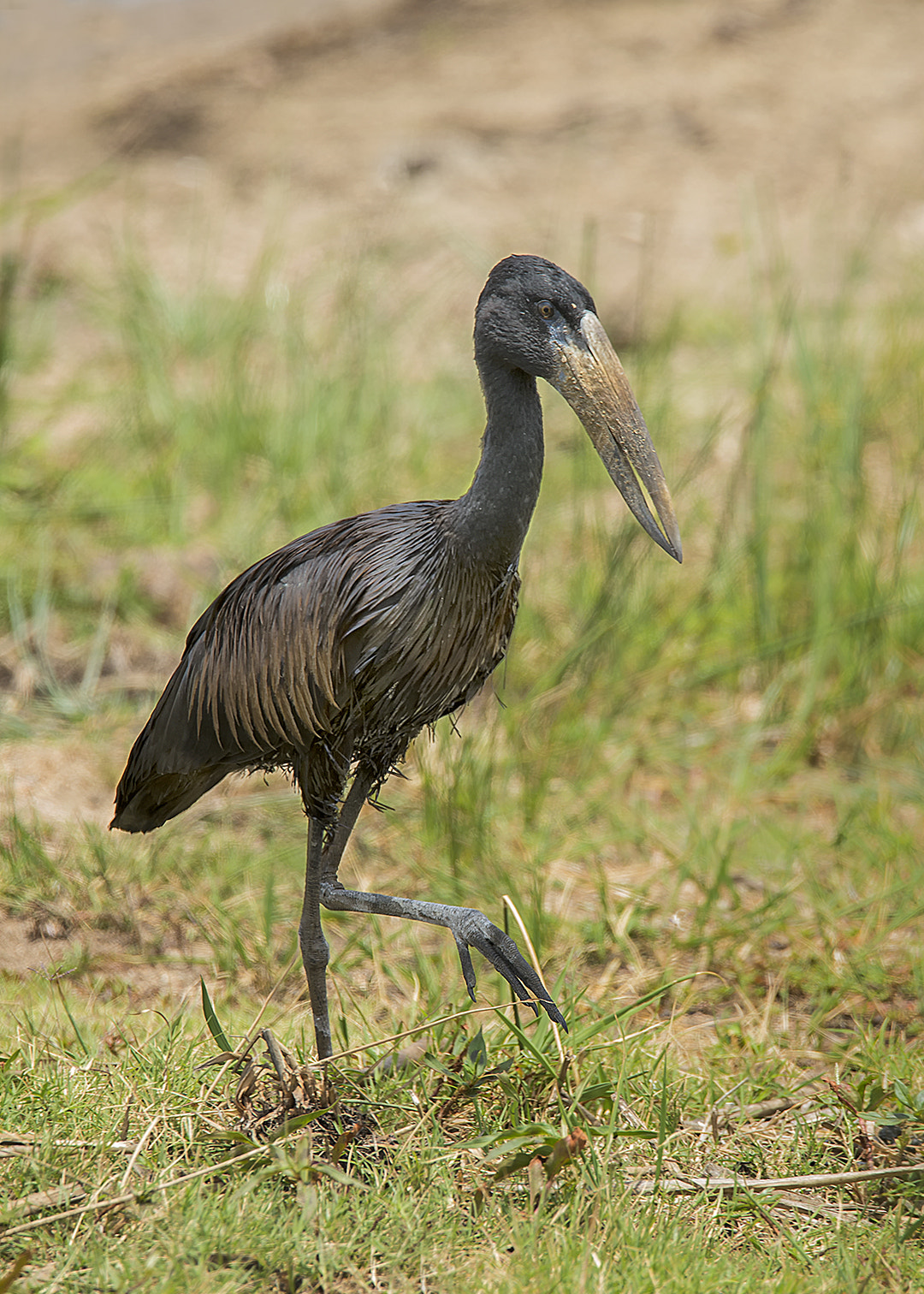 Nikon D4 sample photo. Open billed stork photography