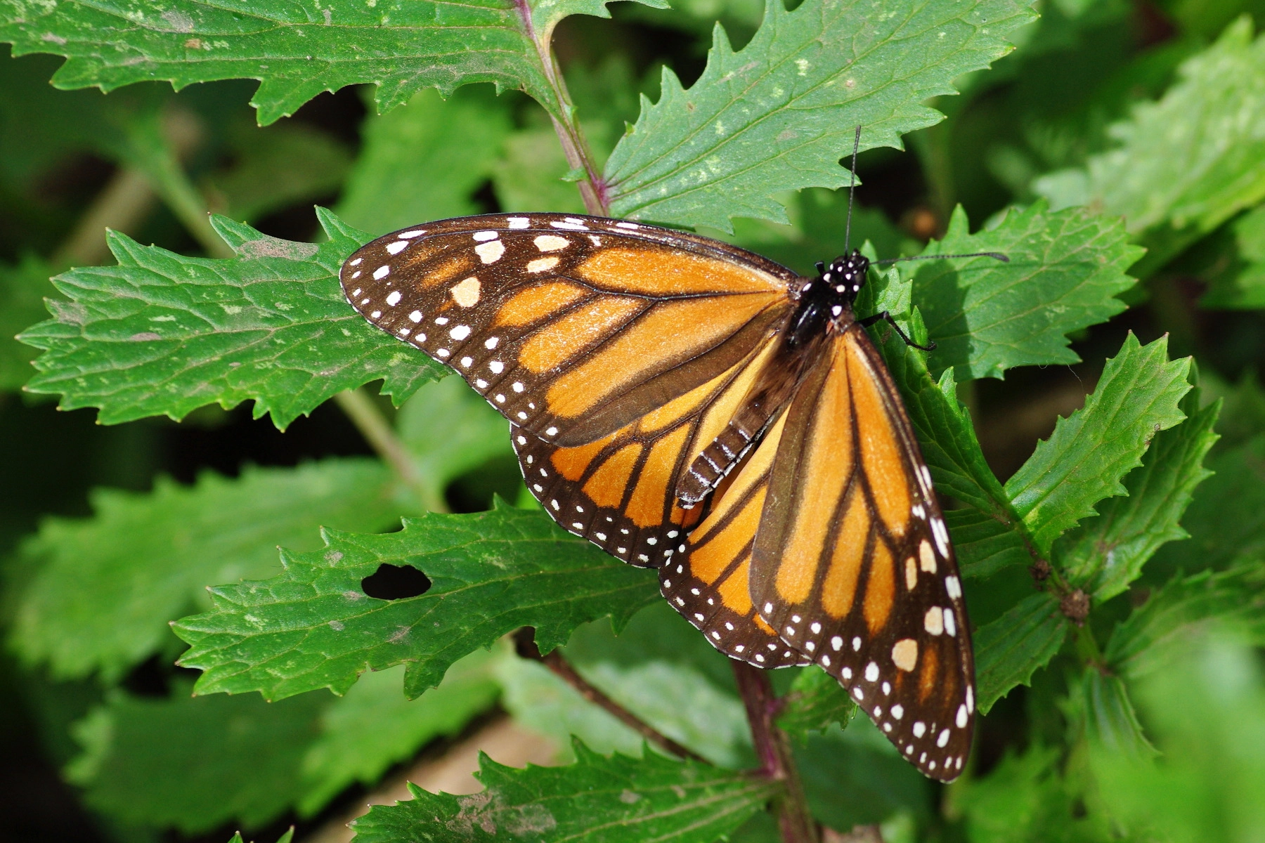 Pentax K200D + Pentax smc D-FA 100mm F2.8 macro sample photo. Mariposa monarca photography