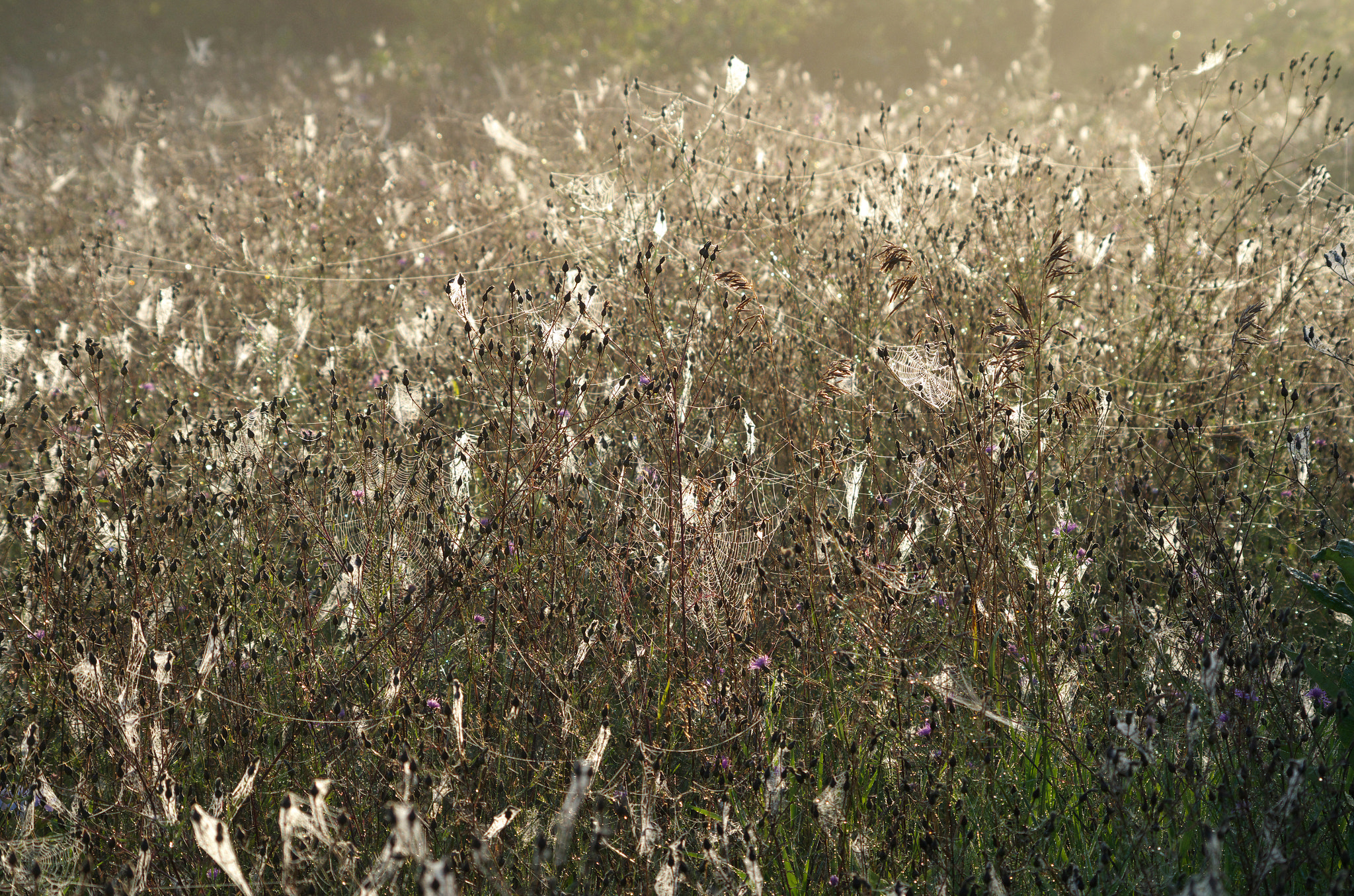 Pentax smc DA 55-300mm F4.0-5.8 ED sample photo. Field of lace photography