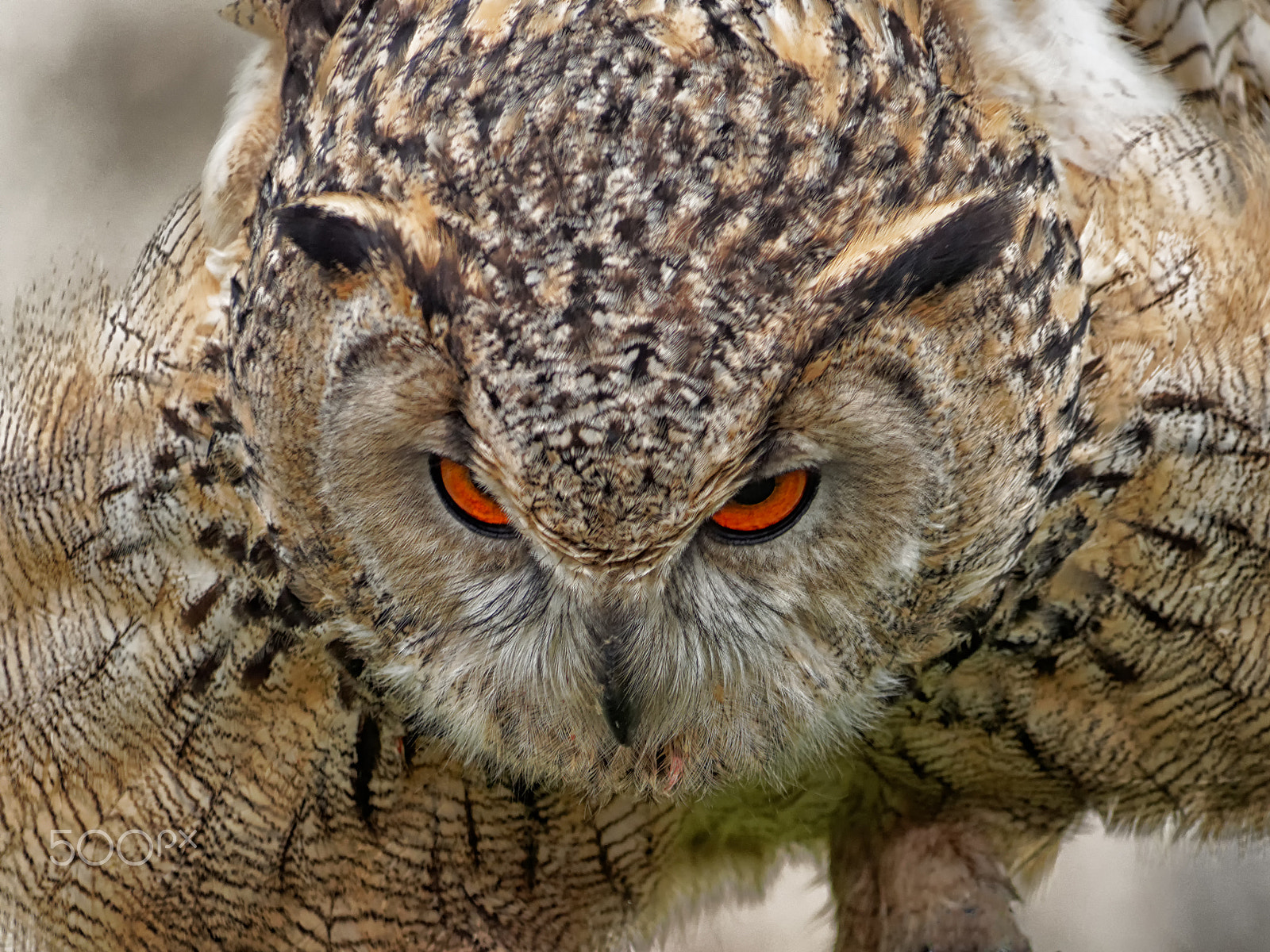 Olympus OM-D E-M5 sample photo. Eyes...... photography