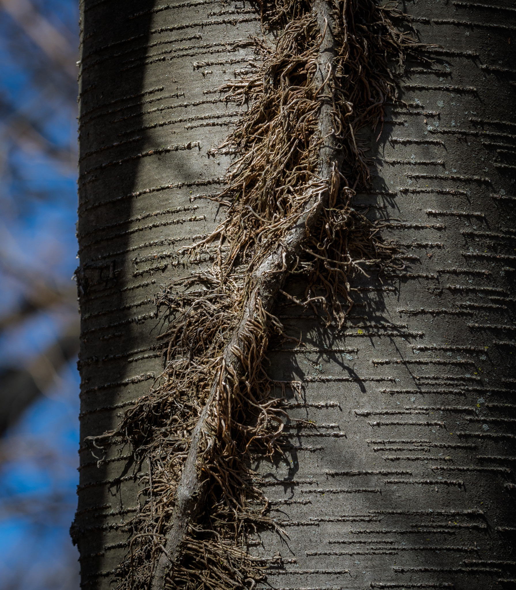 Sigma 50-150mm F2.8 EX APO DC OS HSM sample photo