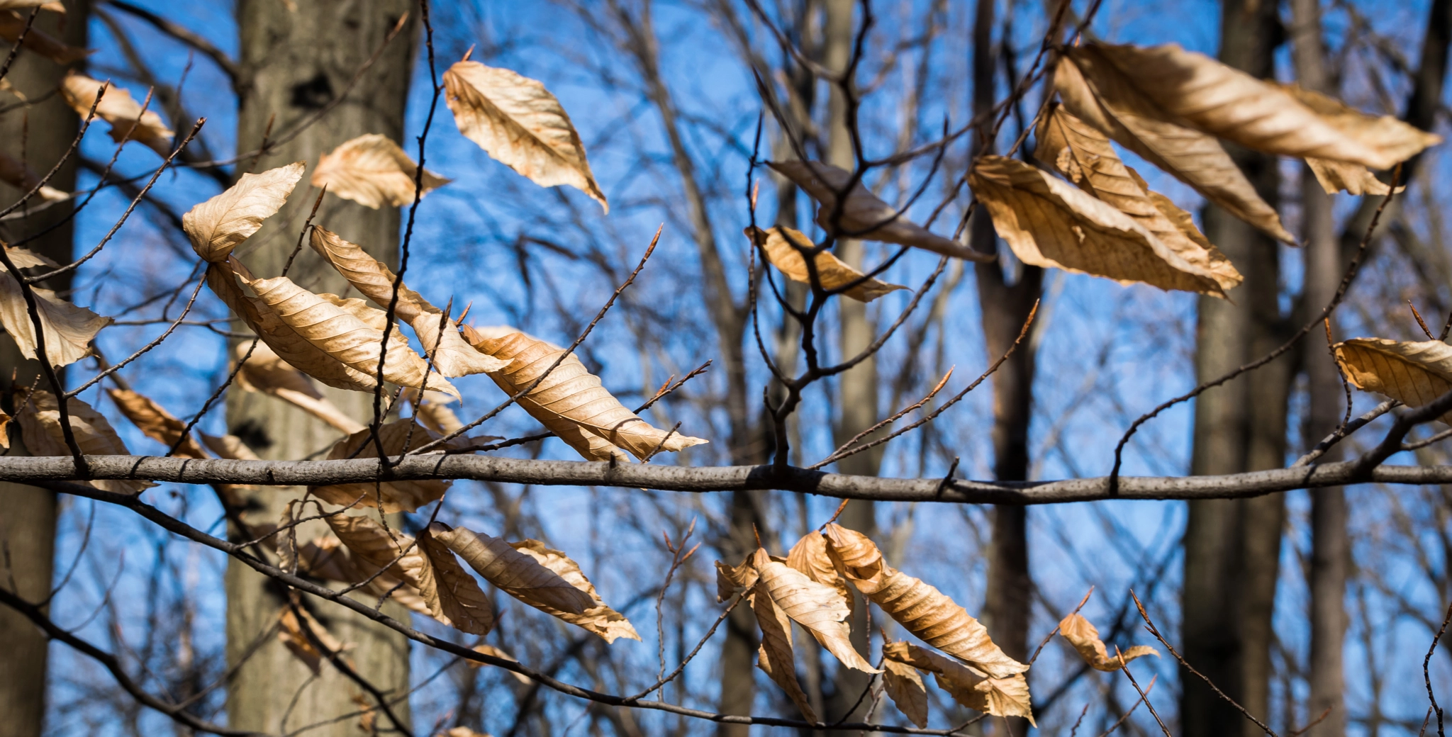 Nikon D5300 + Sigma 50-150mm F2.8 EX APO DC OS HSM sample photo