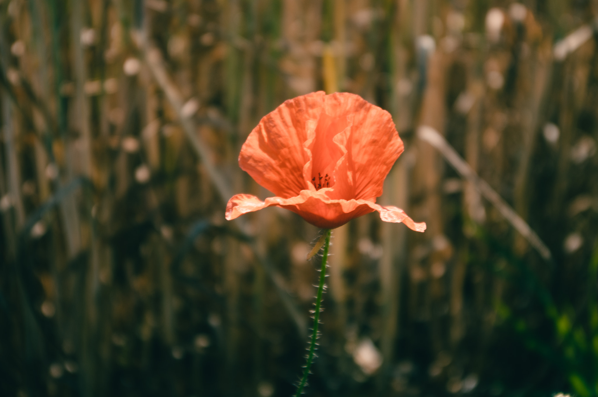 Pentax K-x sample photo. Mohn,poppy photography