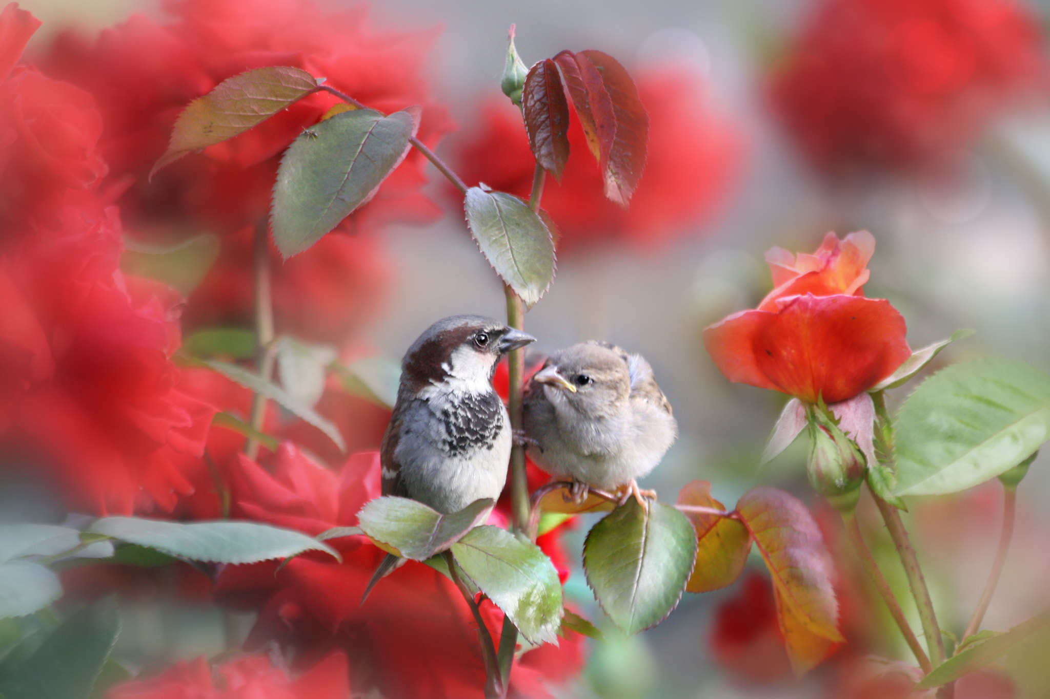 Canon EF 70-300mm F4-5.6 IS USM sample photo. Love in the air photography